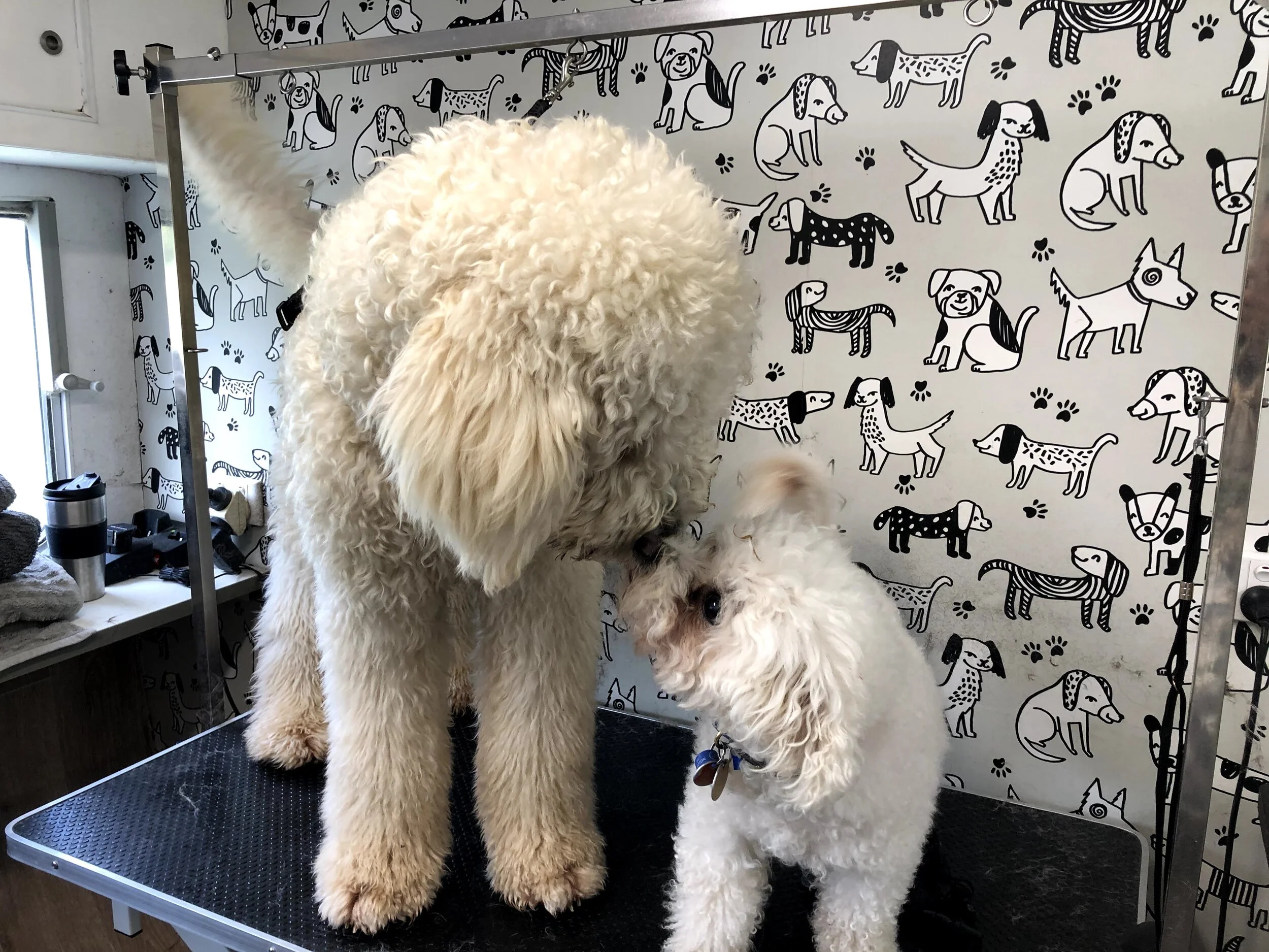 Fluffy Mutt Grooming