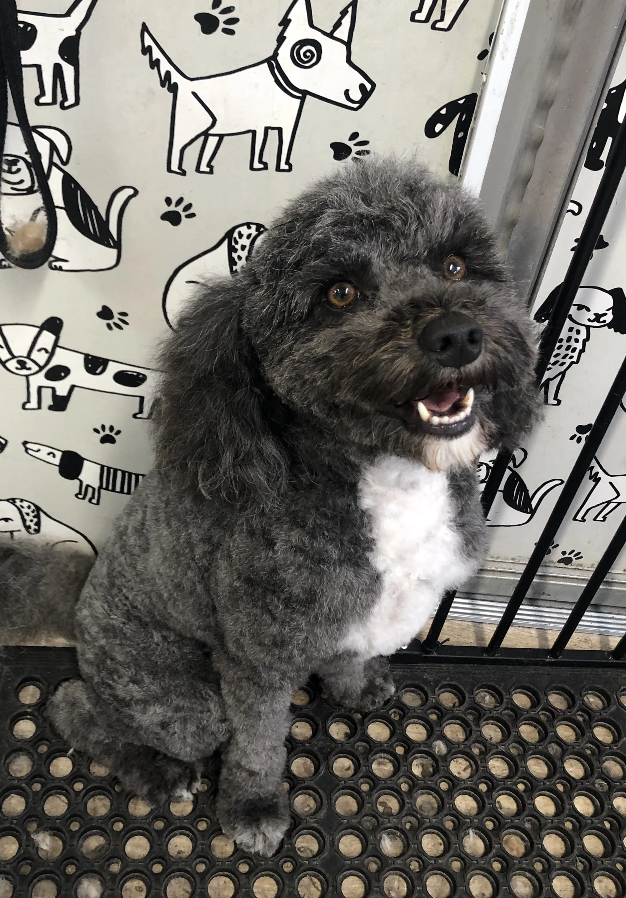 Fluffy Mutt Grooming