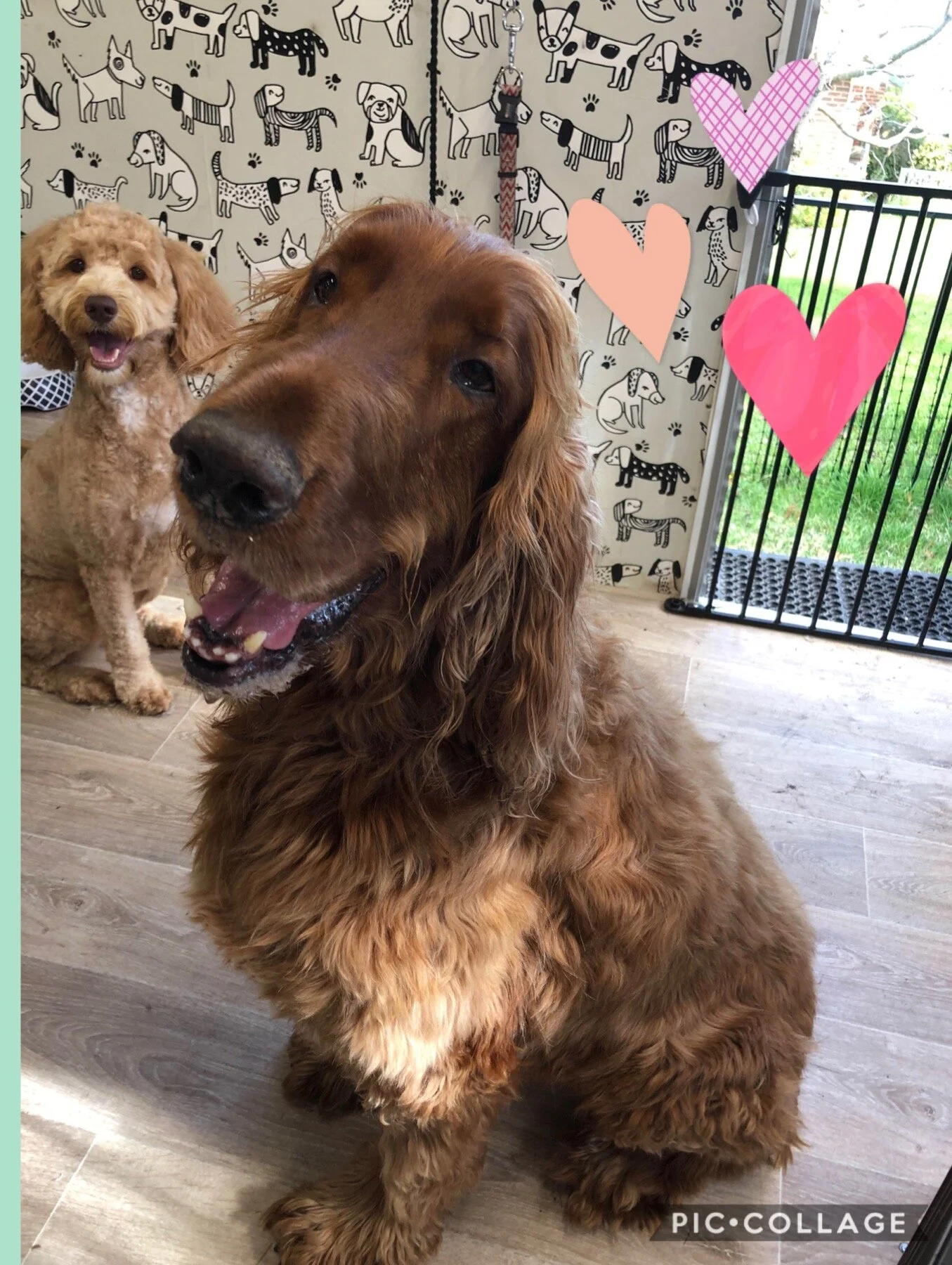 Fluffy Mutt Grooming