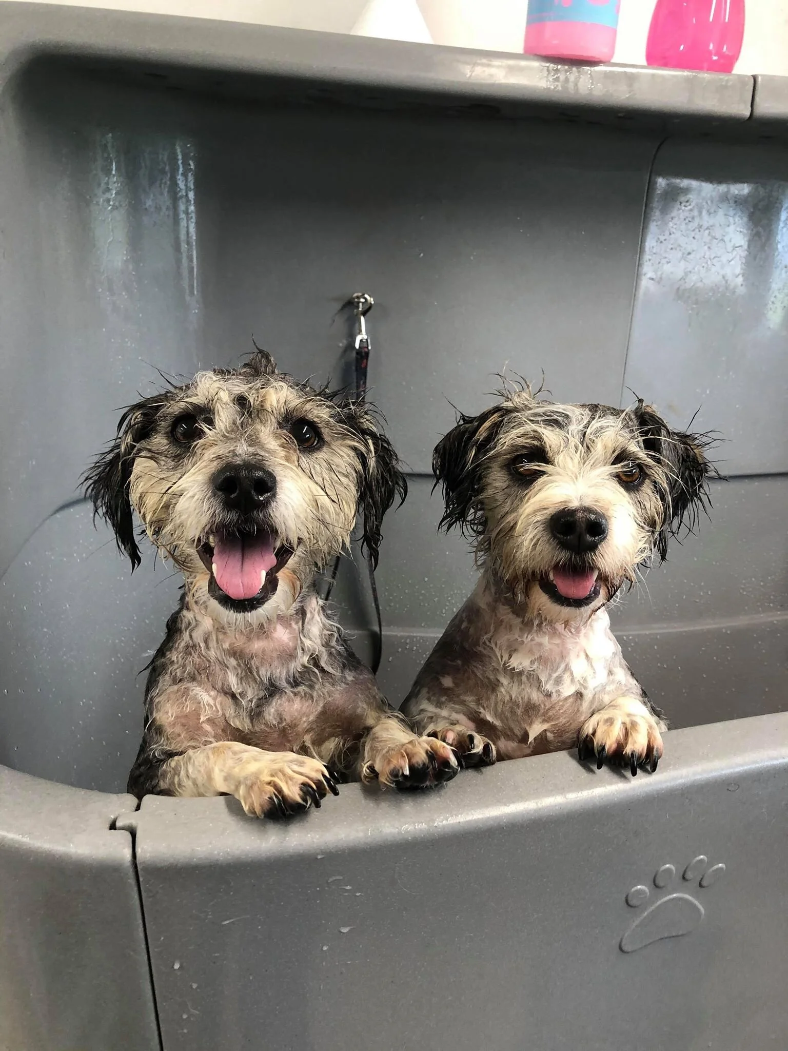 Fluffy Mutt Grooming