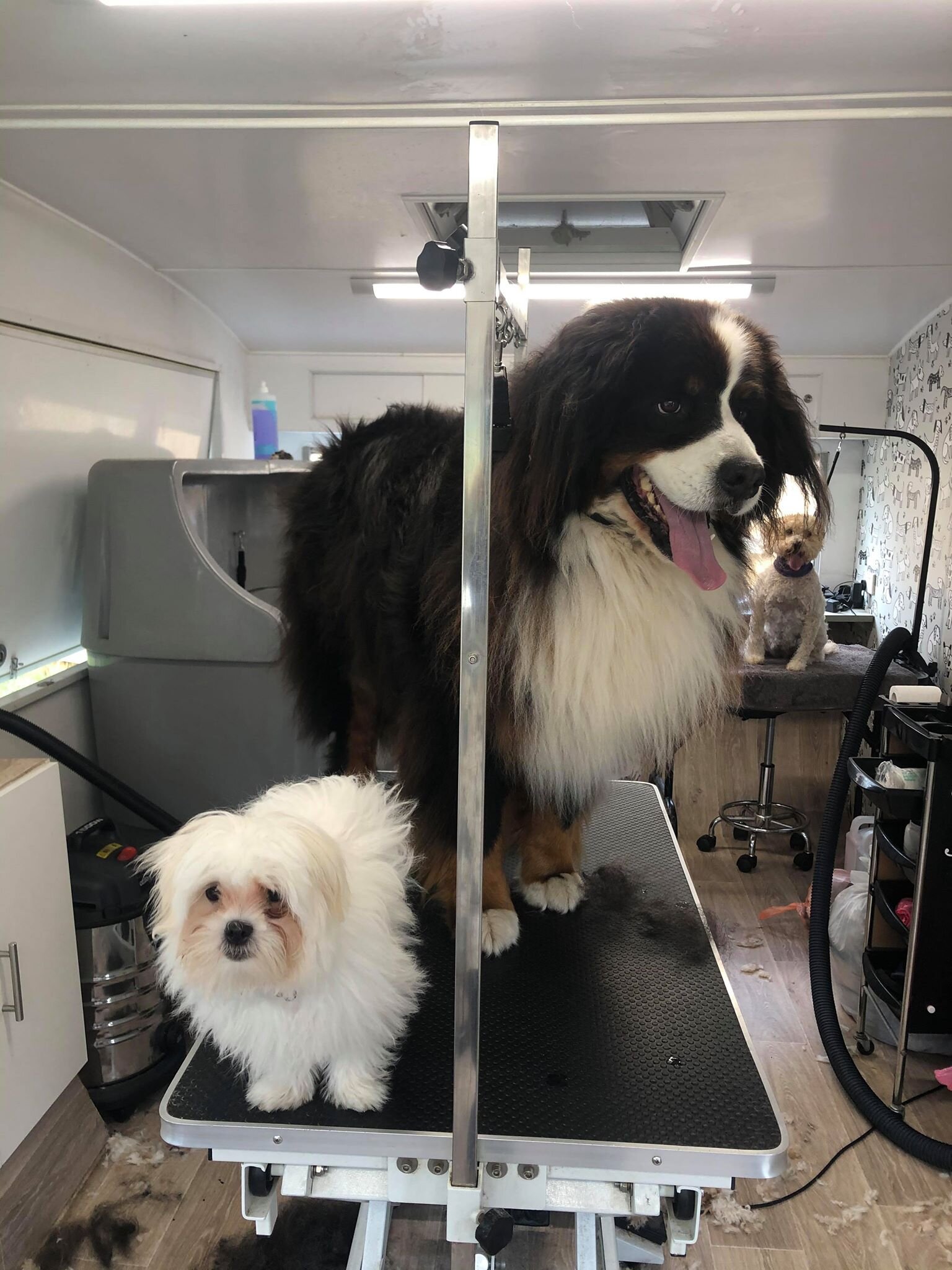 Fluffy Mutt Grooming