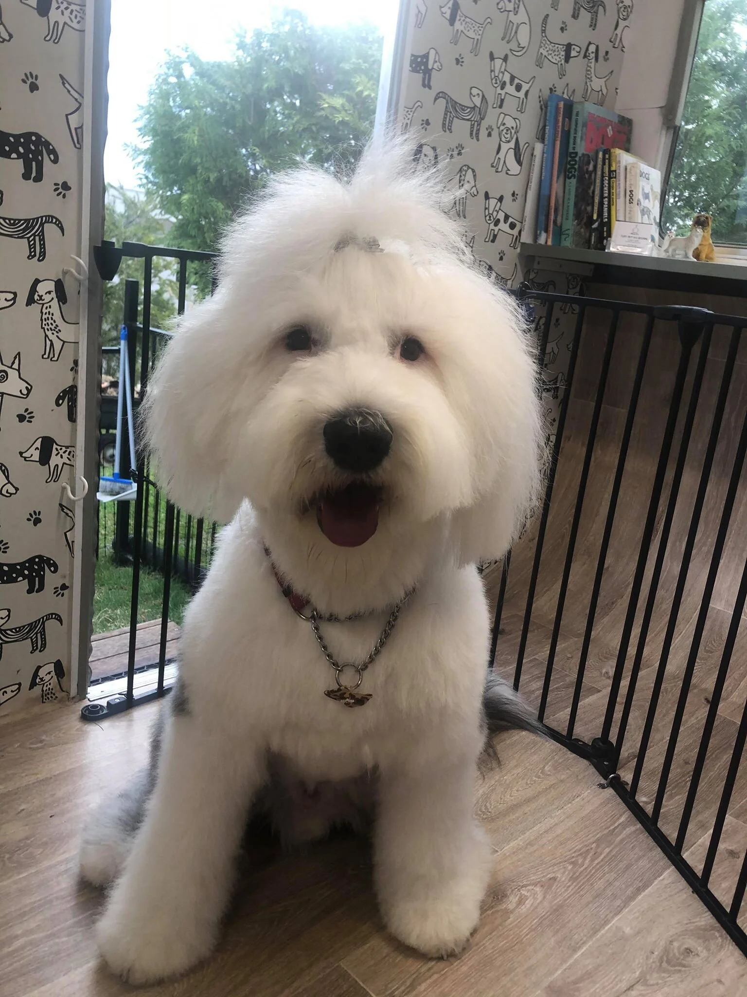 Fluffy Mutt Grooming