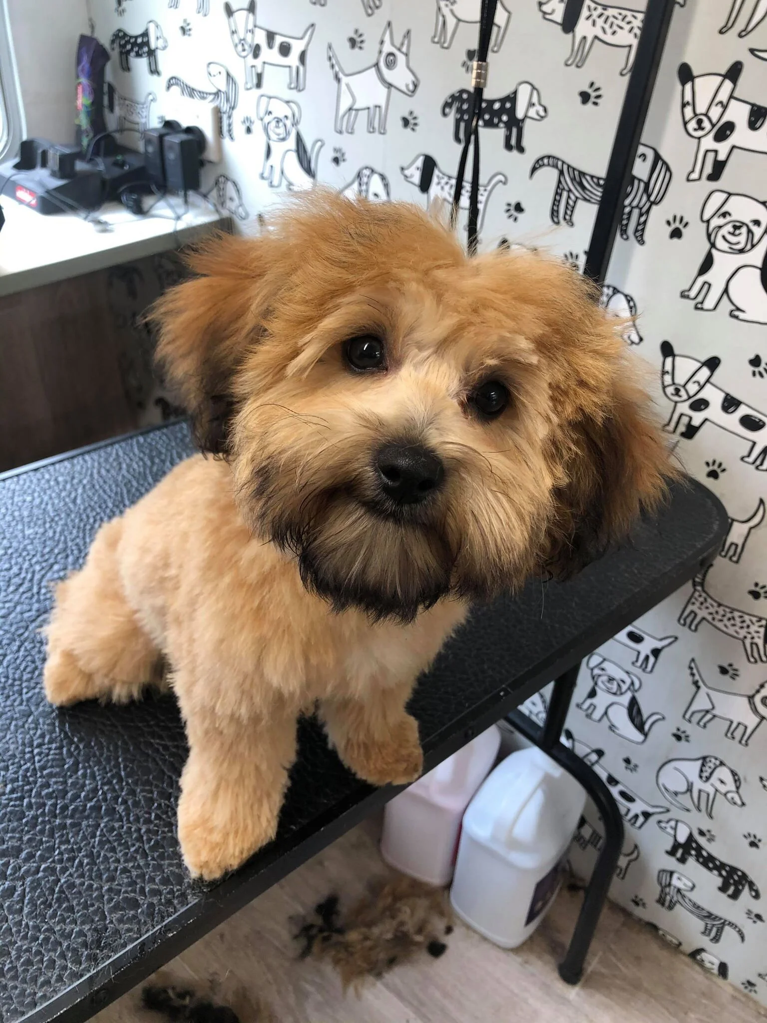 Fluffy Mutt Grooming