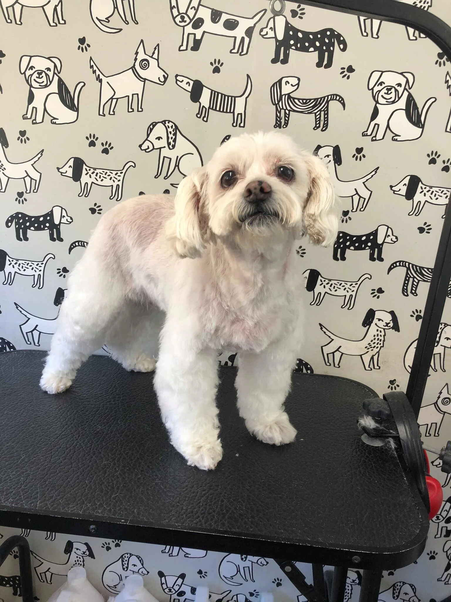 Fluffy Mutt Grooming