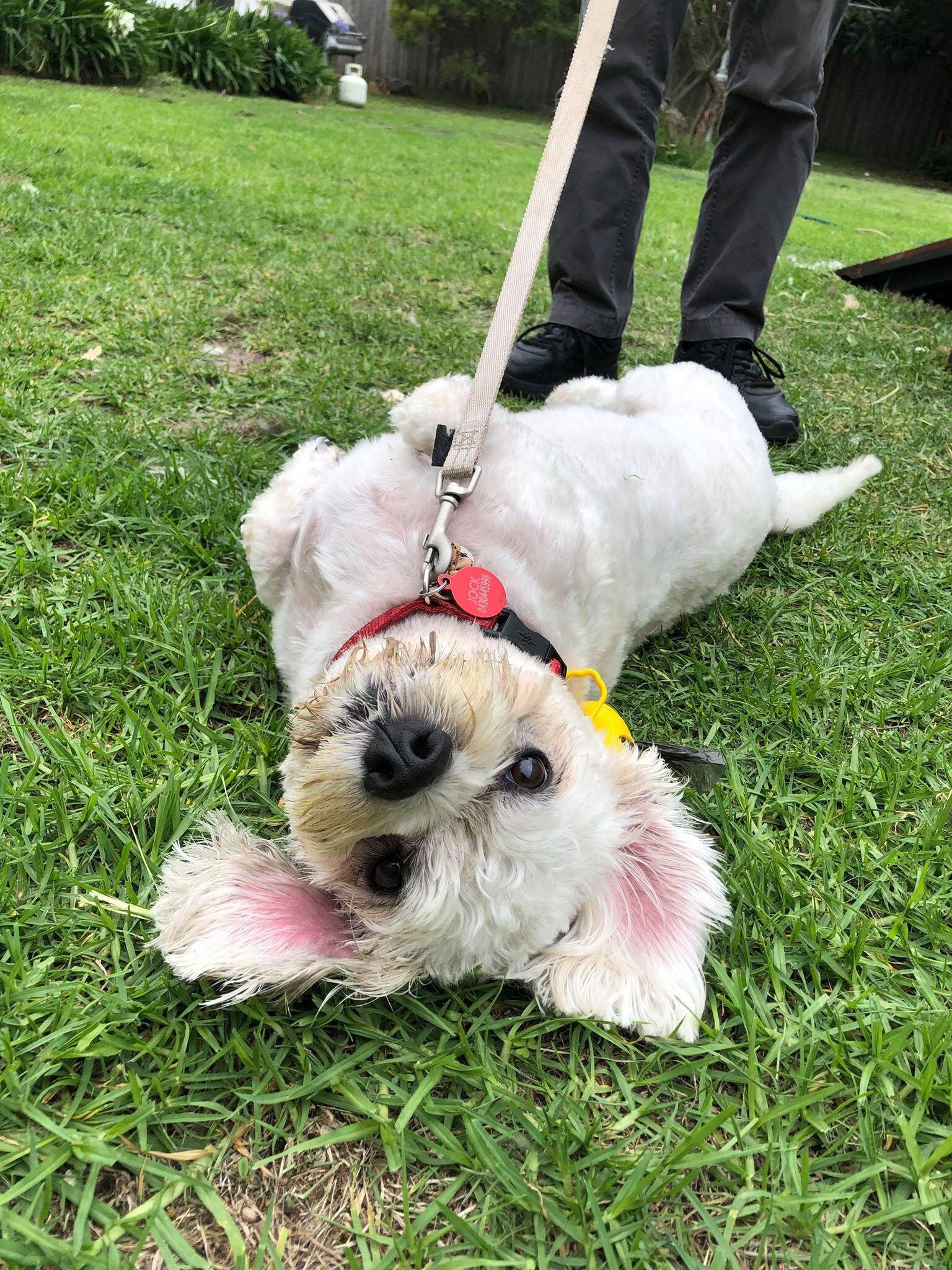 Fluffy Mutt Grooming