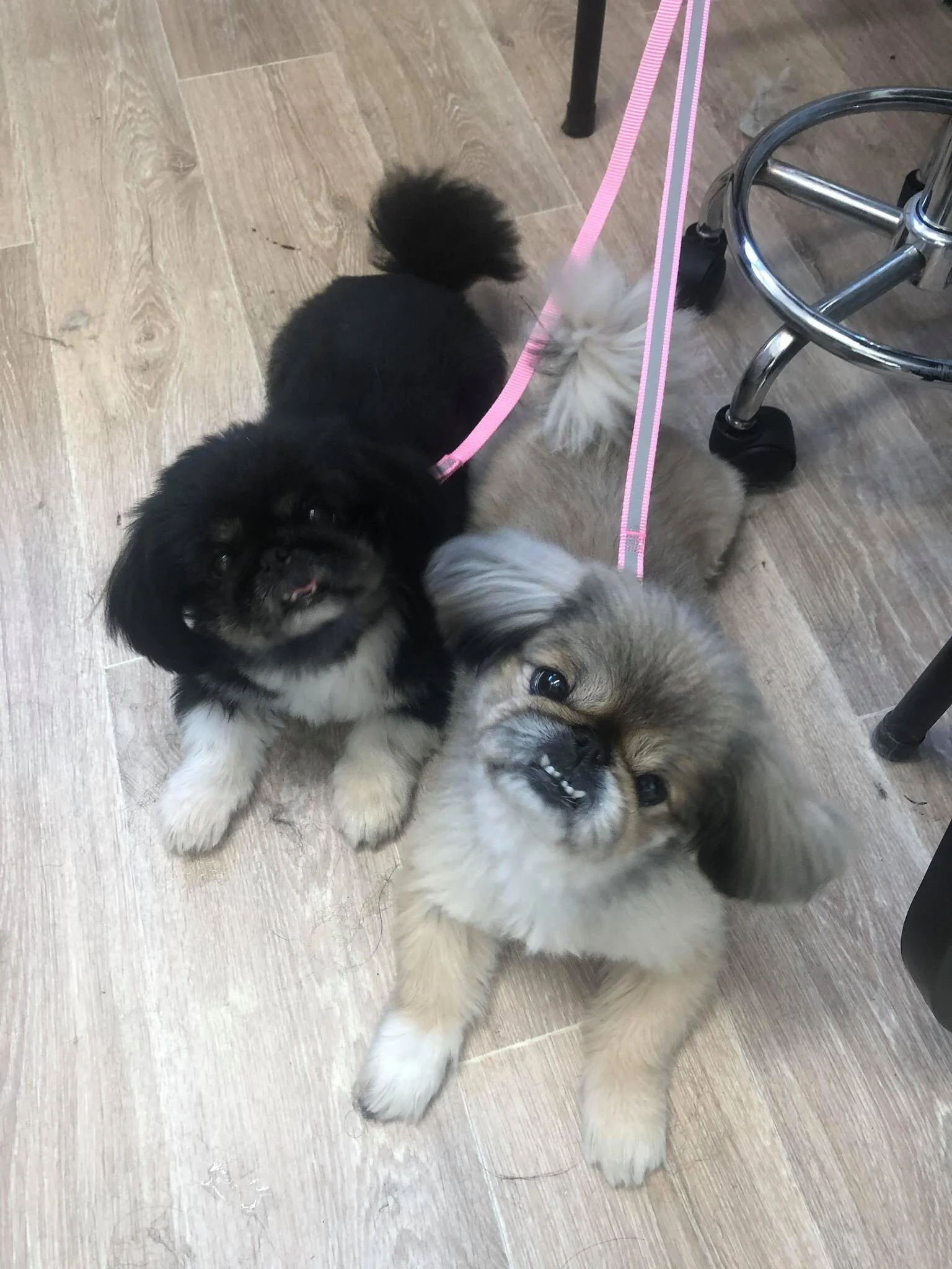 Fluffy Mutt Grooming