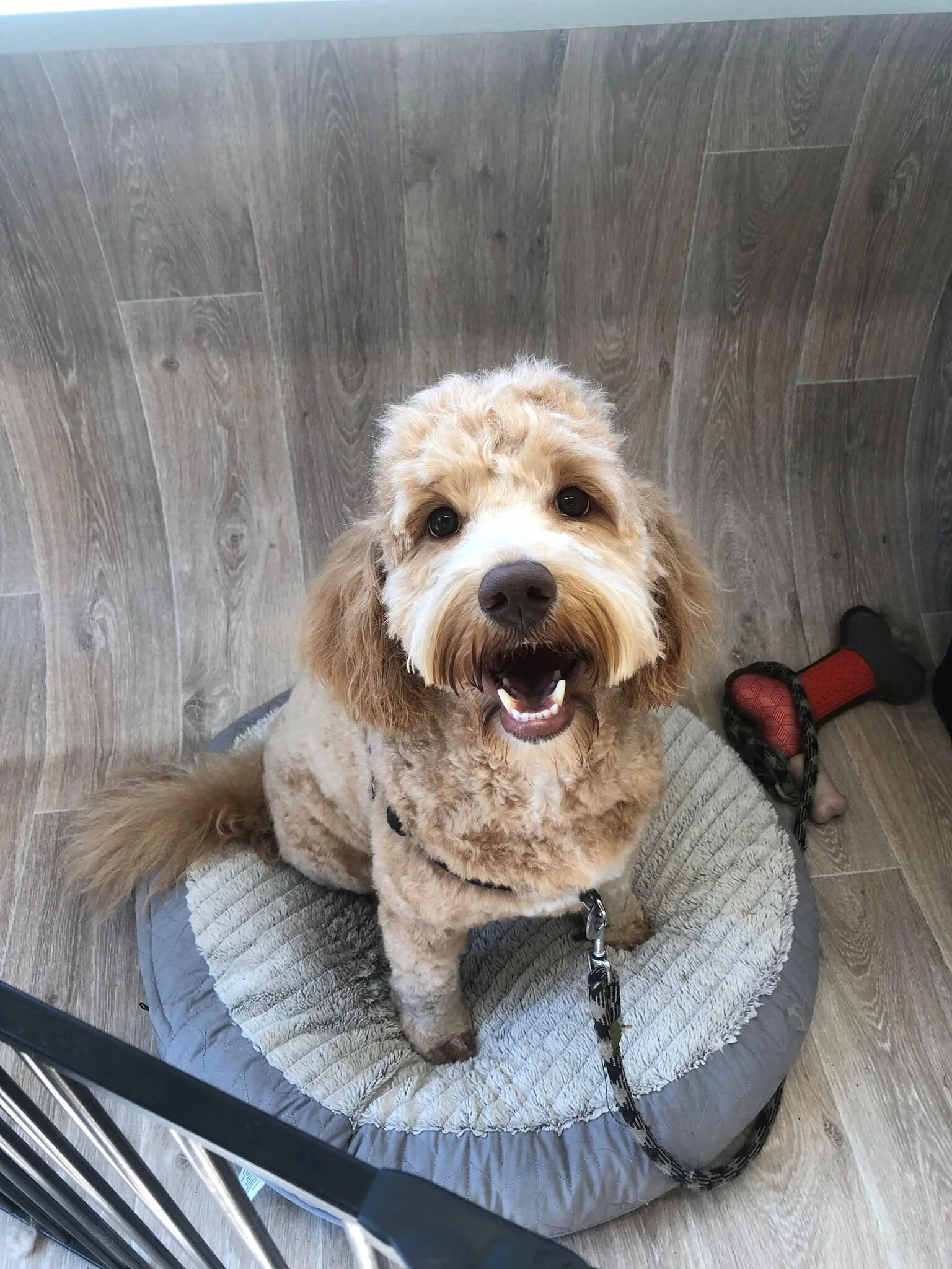 Fluffy Mutt Grooming