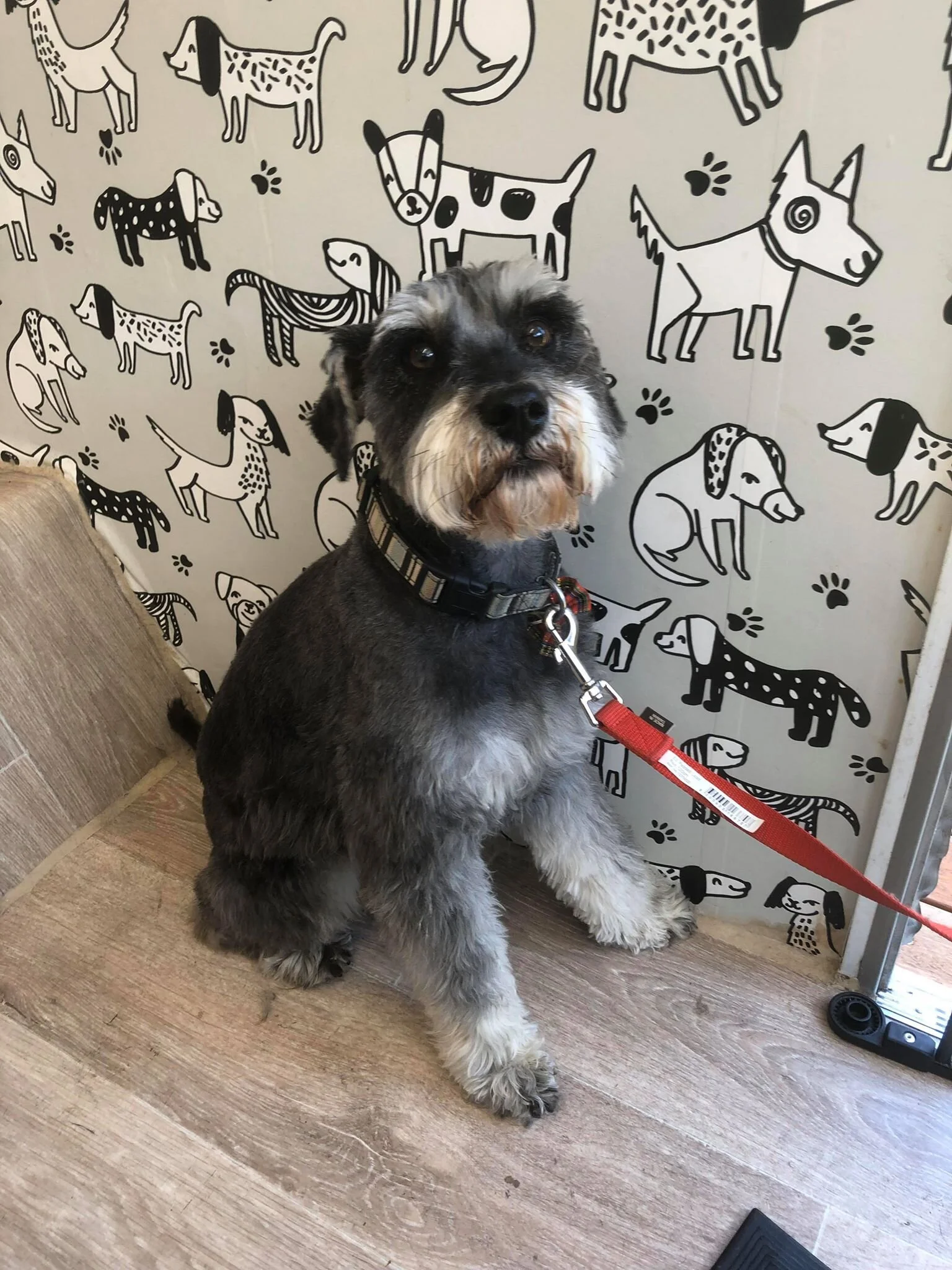 Fluffy Mutt Grooming