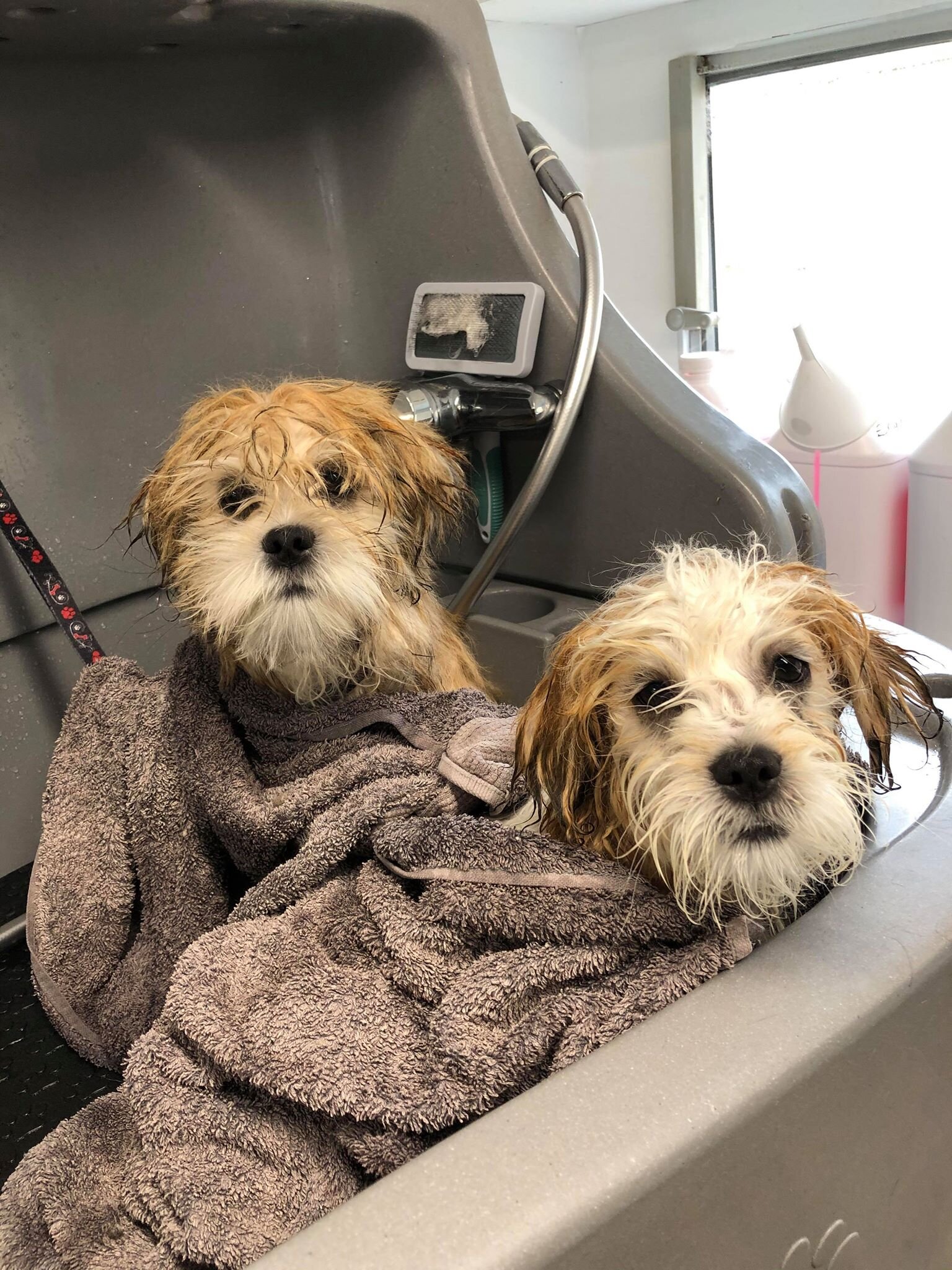 Fluffy Mutt Grooming