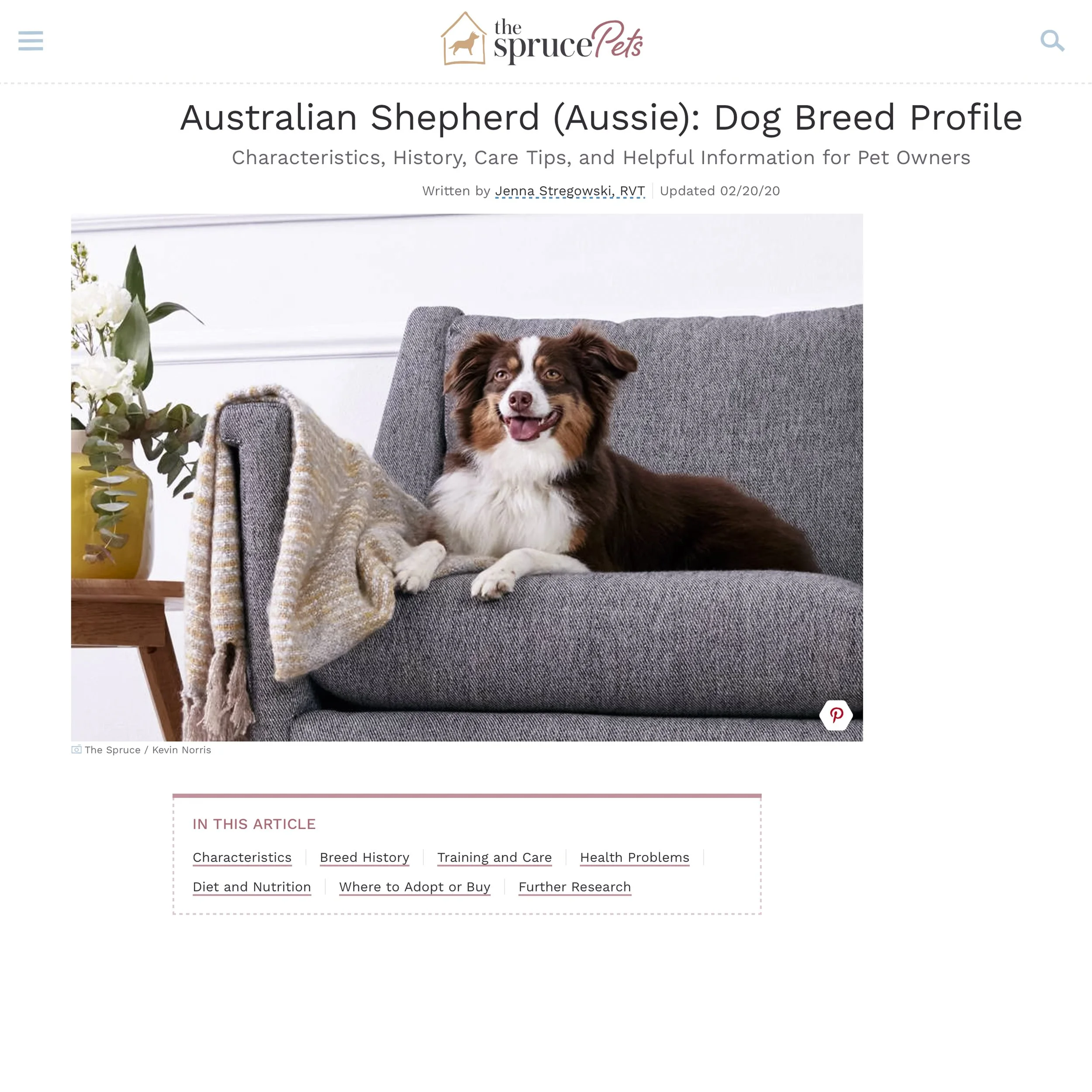 A brown and white Australian Shepherd dog lying on a gray couch with a blanket. There is a plant with white flowers in a yellow pot on a side table next to the couch. The background is white.