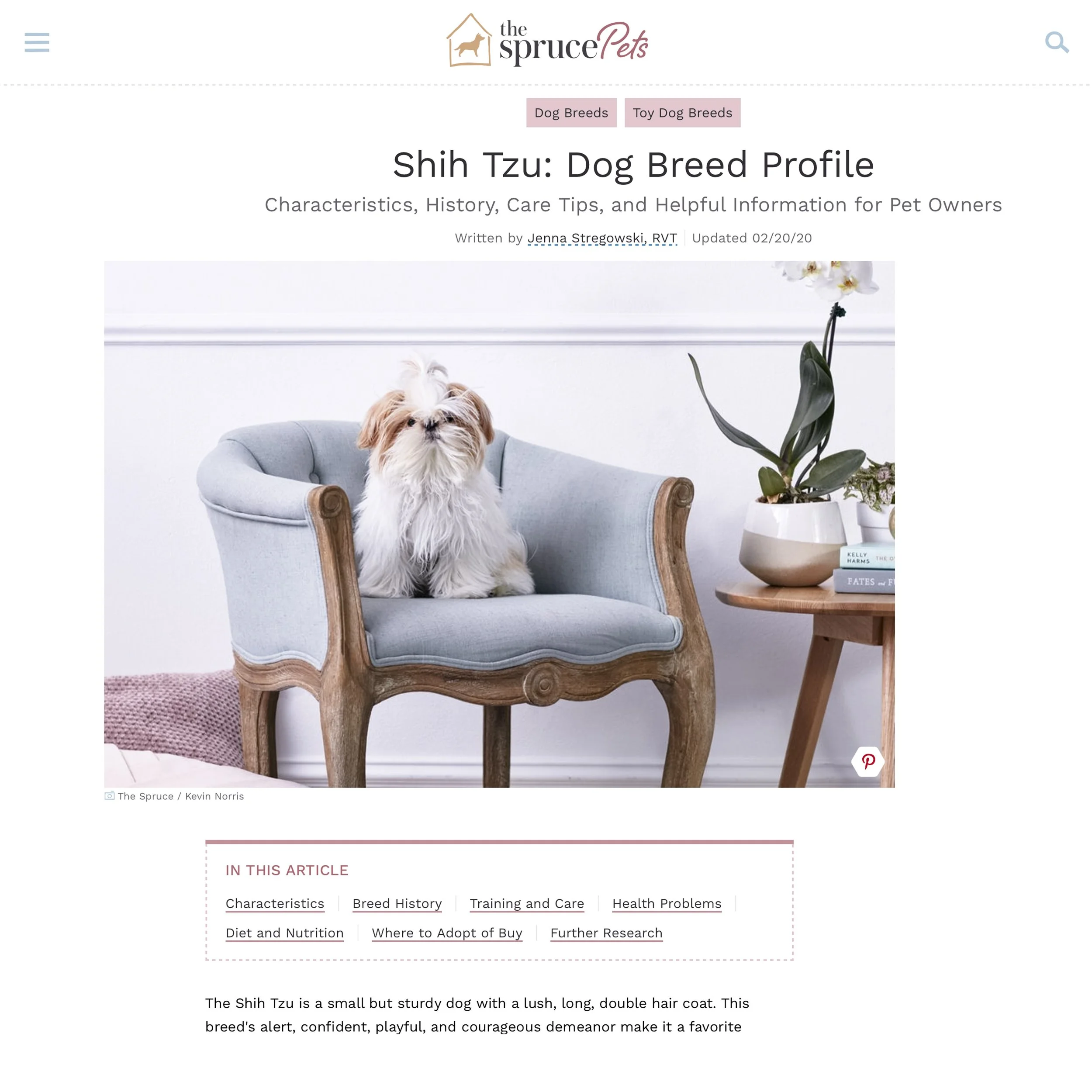 A small Shih Tzu dog with long, double hair coat sitting on a light blue armchair next to a wooden side table with a potted orchid plant and a few books.
