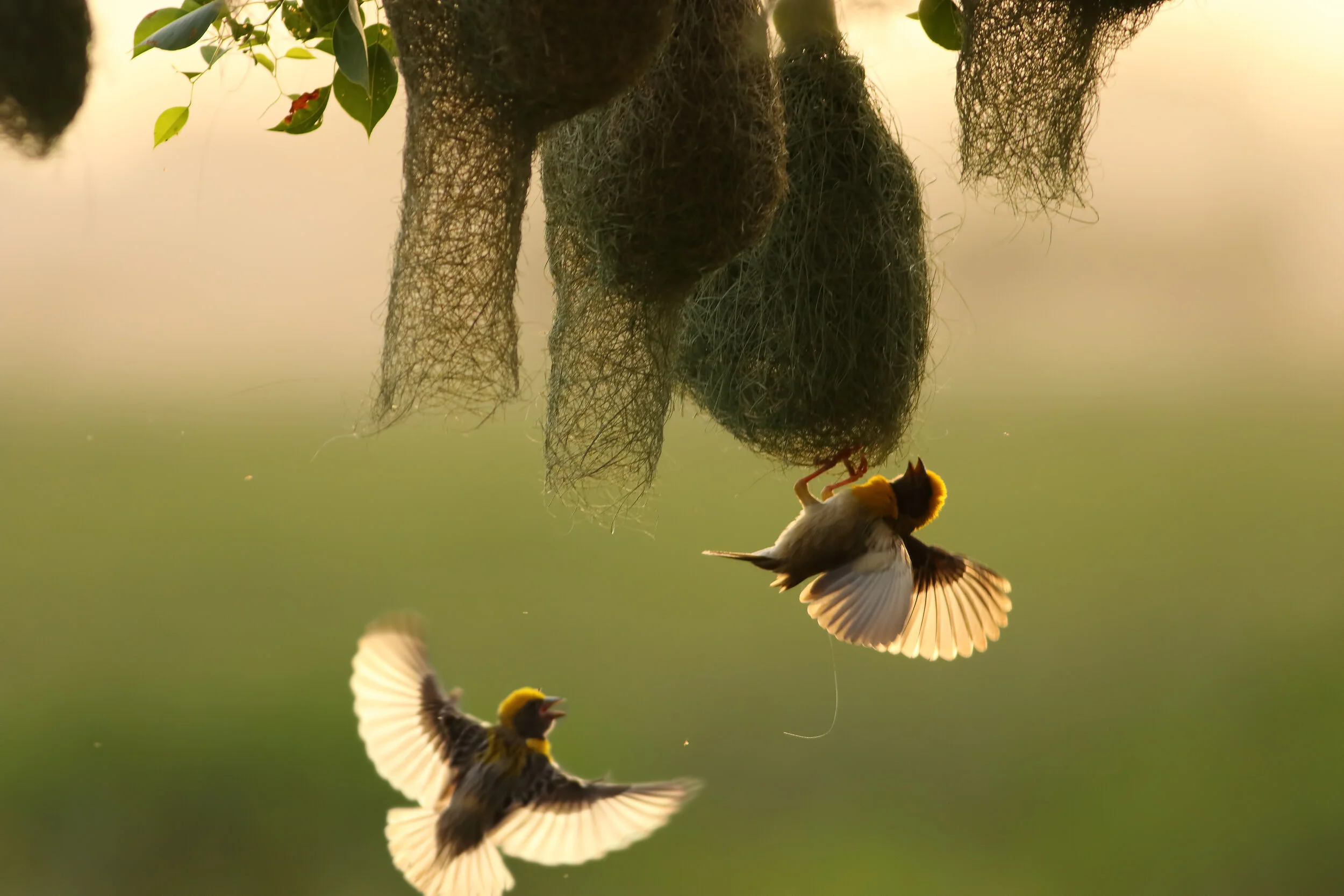 Weaver-bird-and-nest-536649722_5472x3648.jpeg