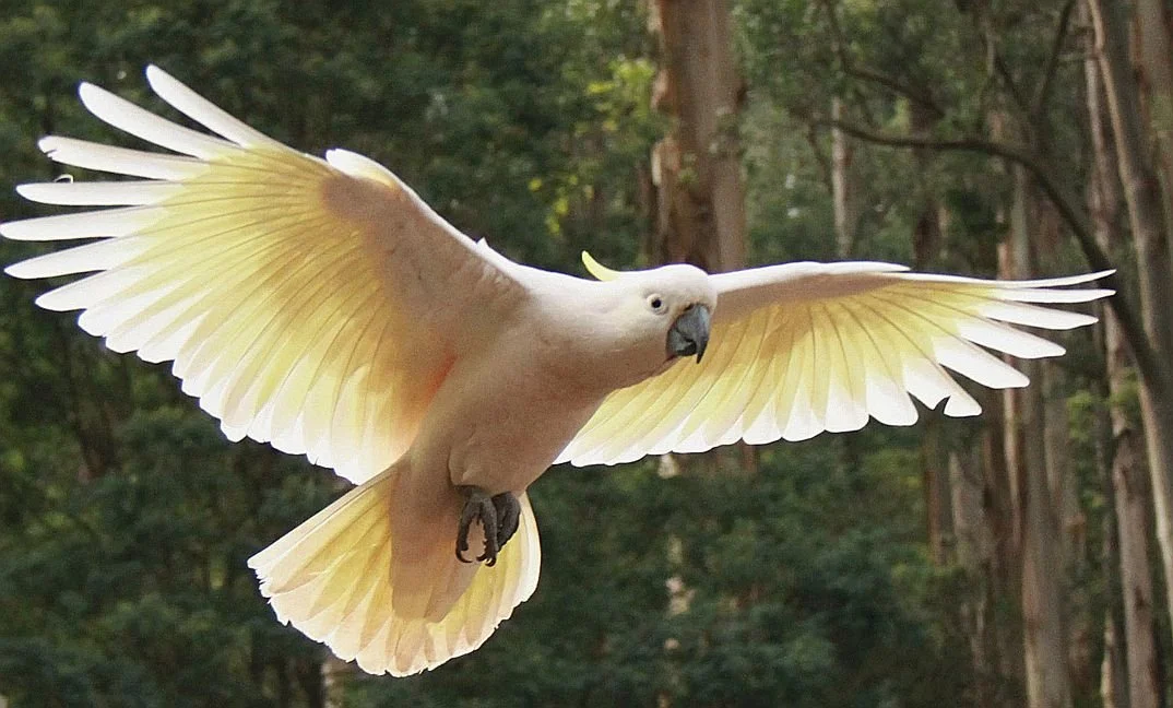 Channelling the Wayapa element of Air Animal / Bird