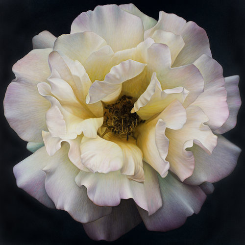 Flower Series #25 (60 x 60)
