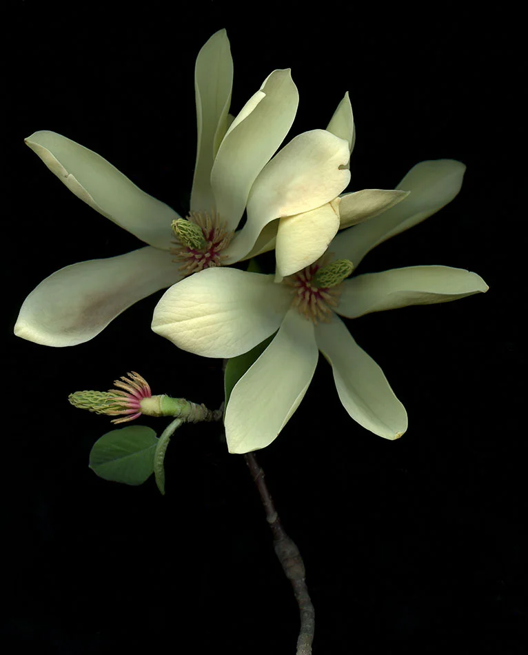 Magnolia Blossom