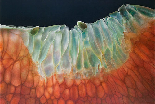 Citrus Series #21