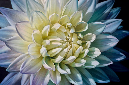 Dahlia Series #17
