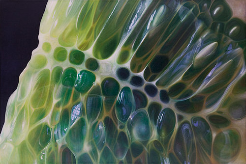 Horn Melon #3
