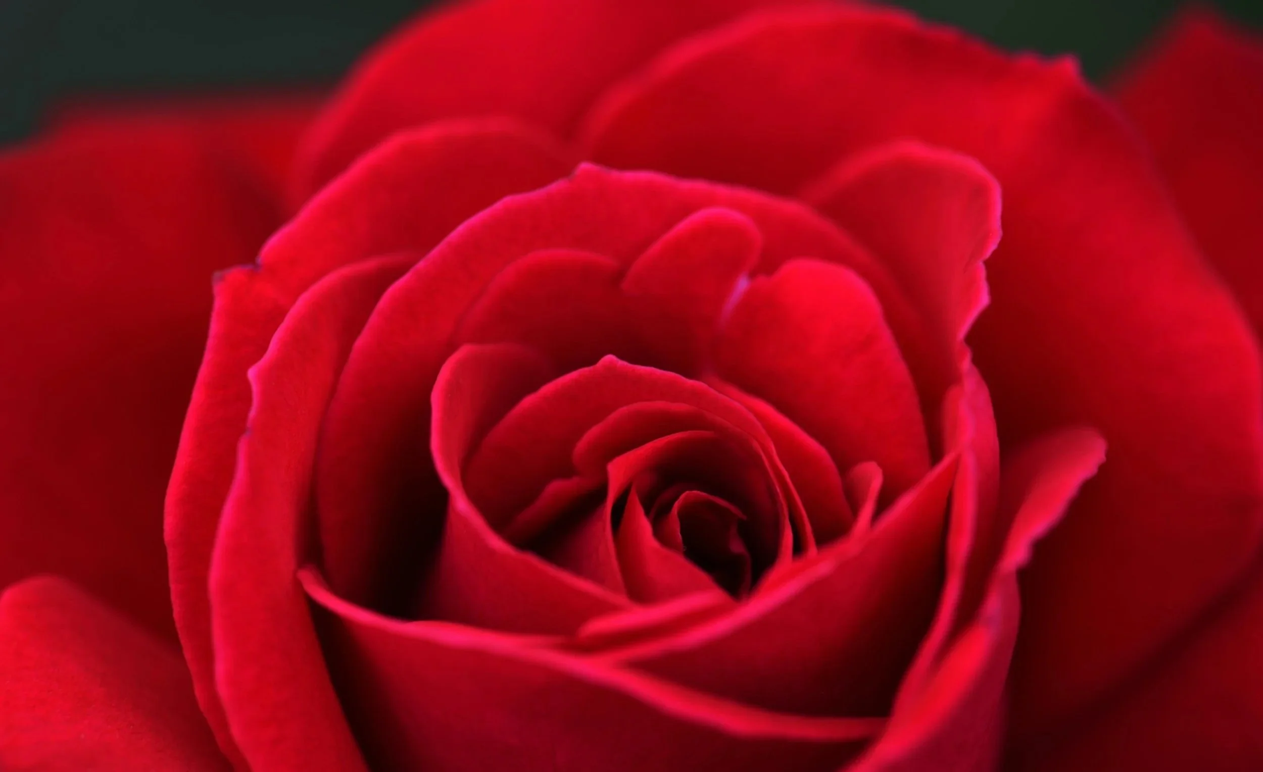 rose- pexels-parag-deshmukh-180046-655217.jpg