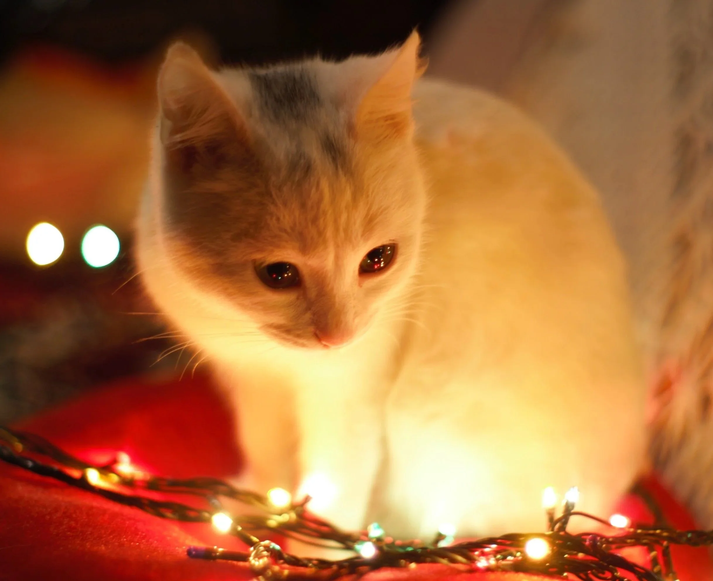 Animals at the Holiday Season