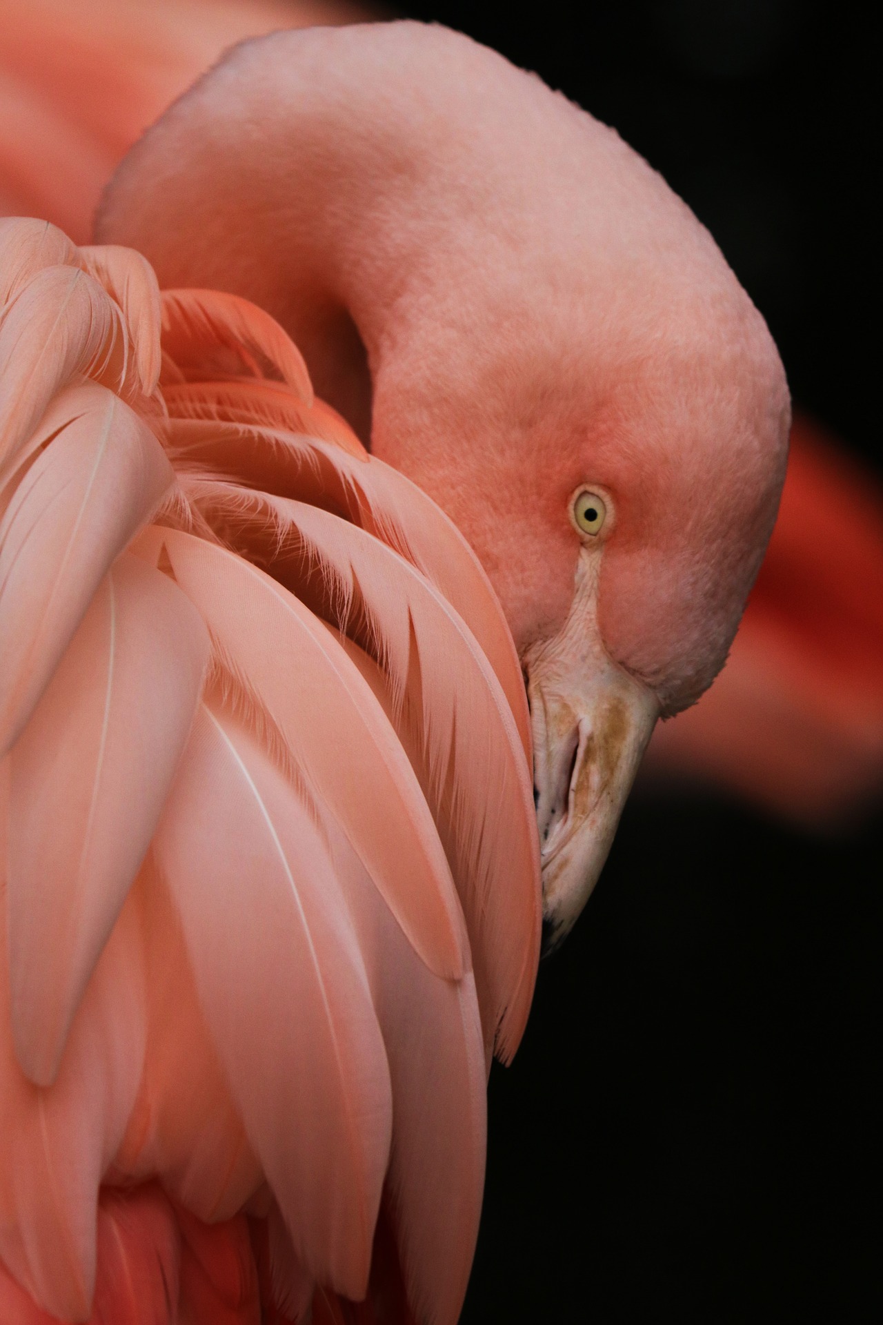 flamingo-2116958_1920.jpg