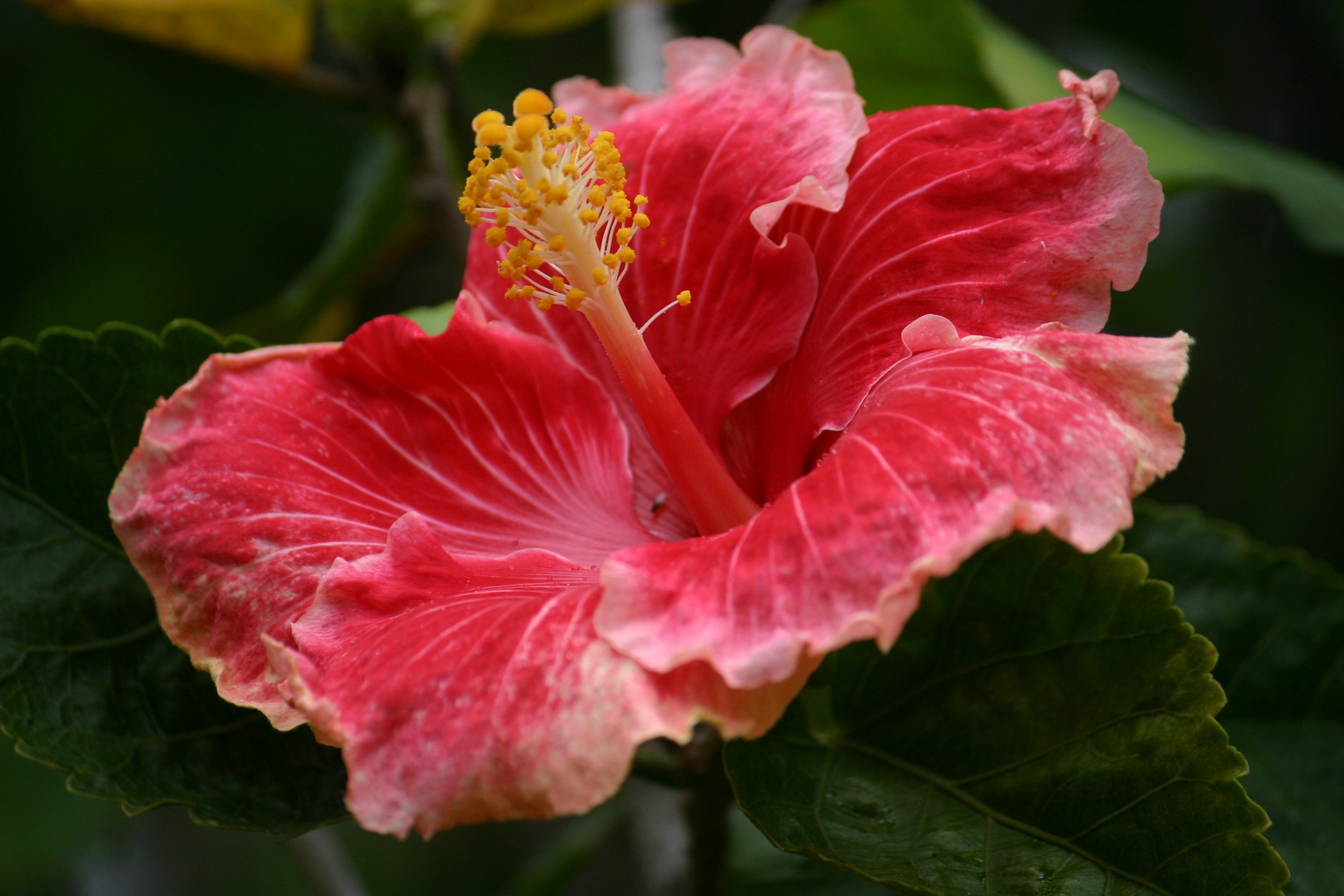 p-hibiscus.jpg