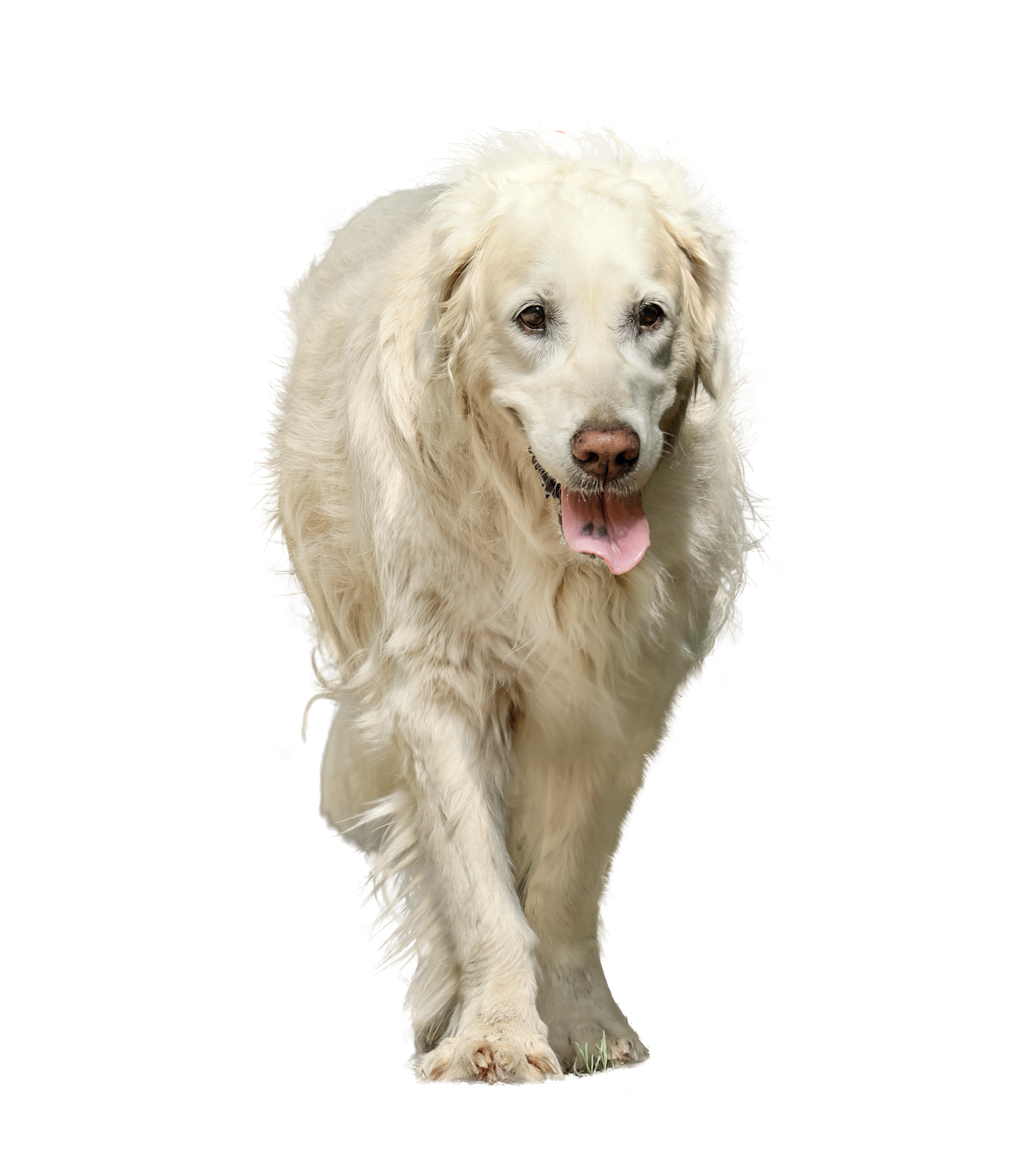 dog-3234281_1920.png