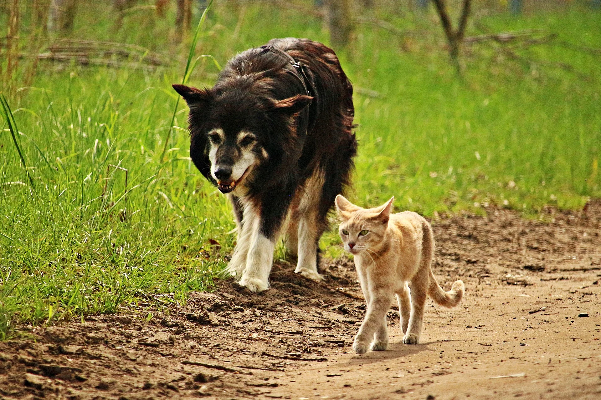 dog-2320302_1920.jpg