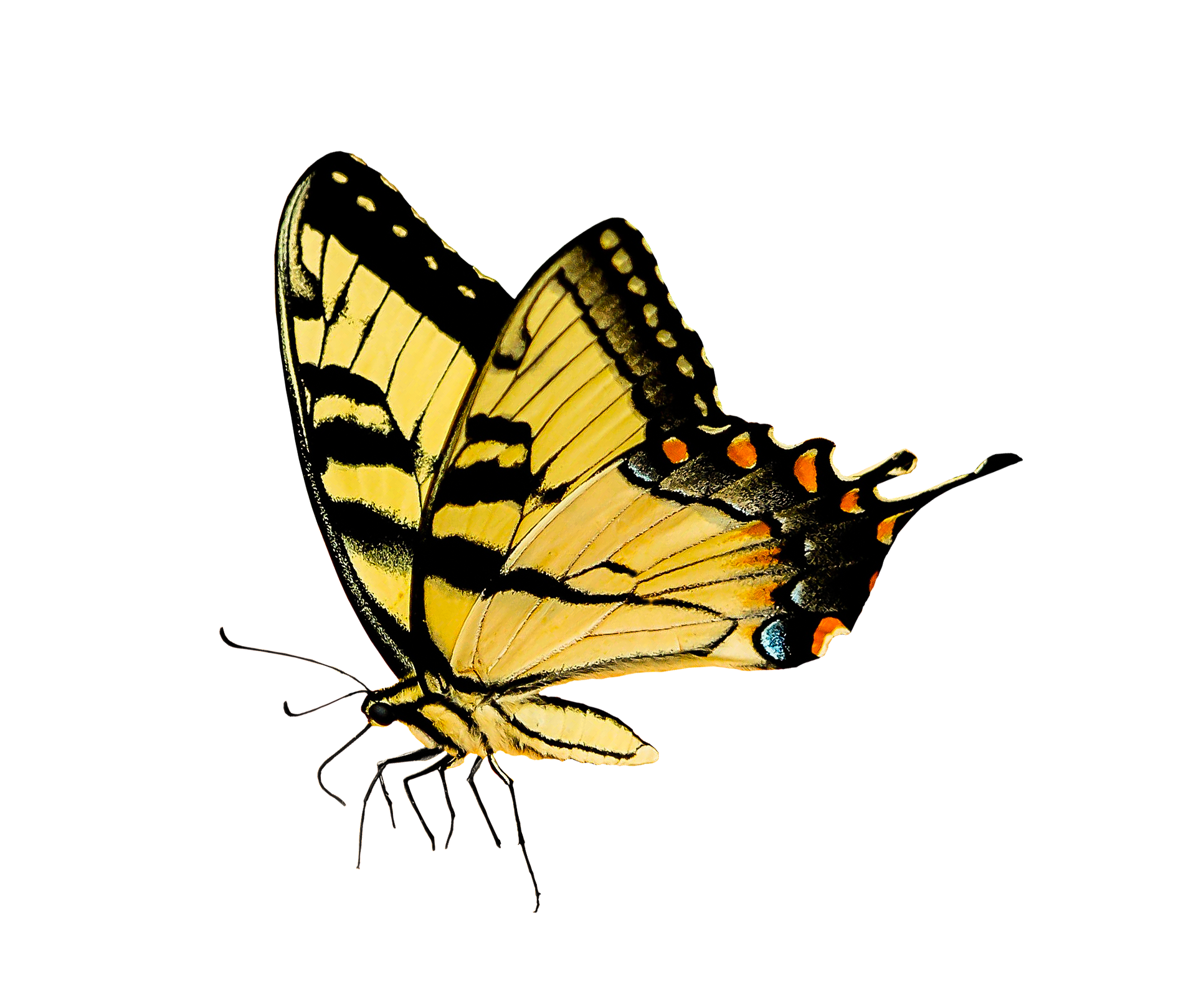 nature-2760962_1920.png