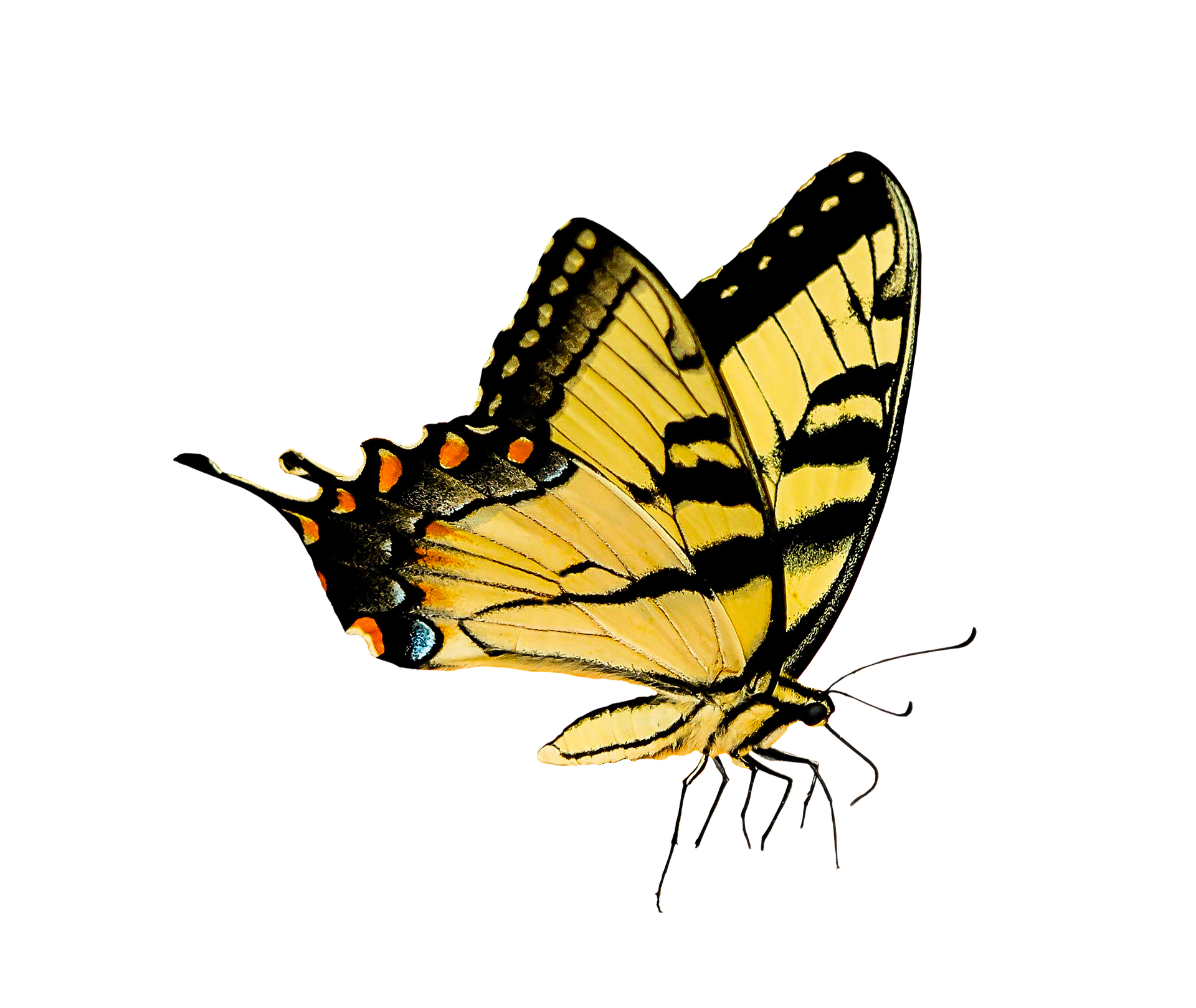 nature-2760962_1920.png