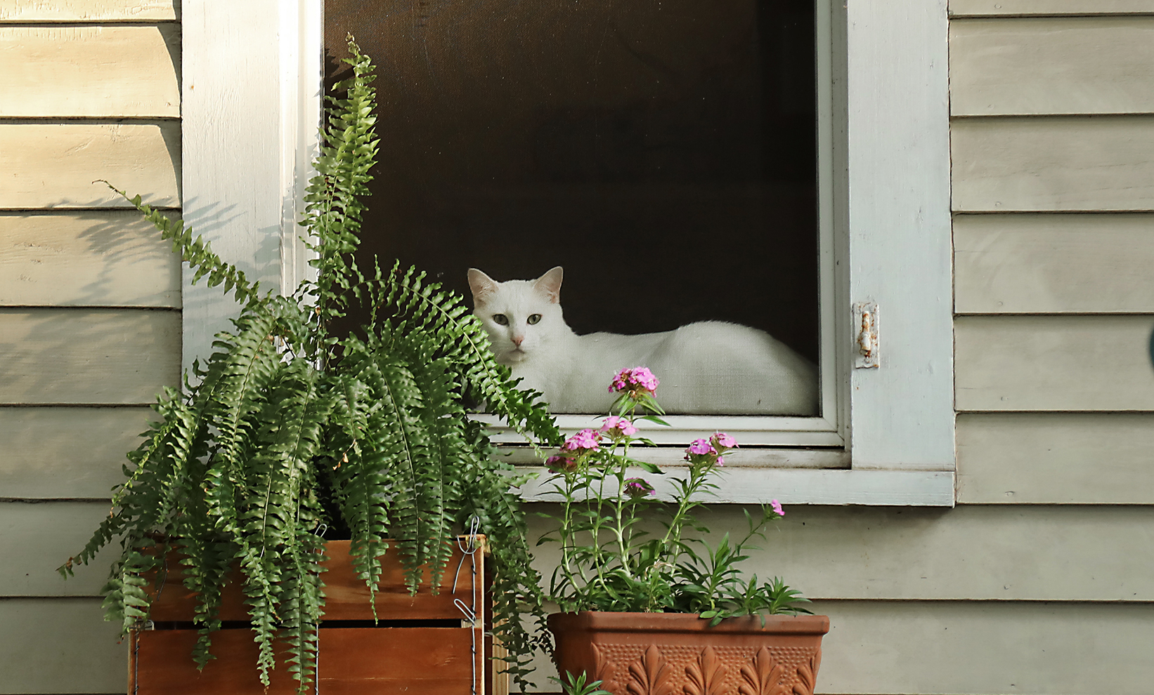 kittywindowwebcrop_6302.jpg