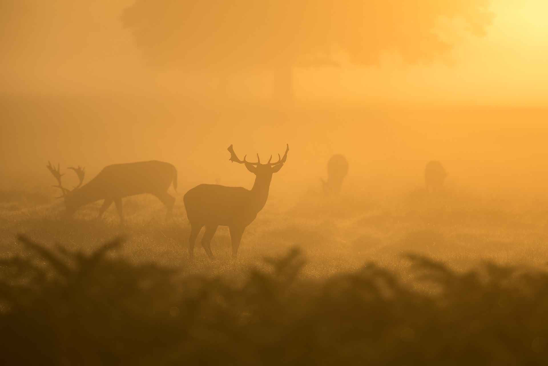 deer-1082318_1920.jpg