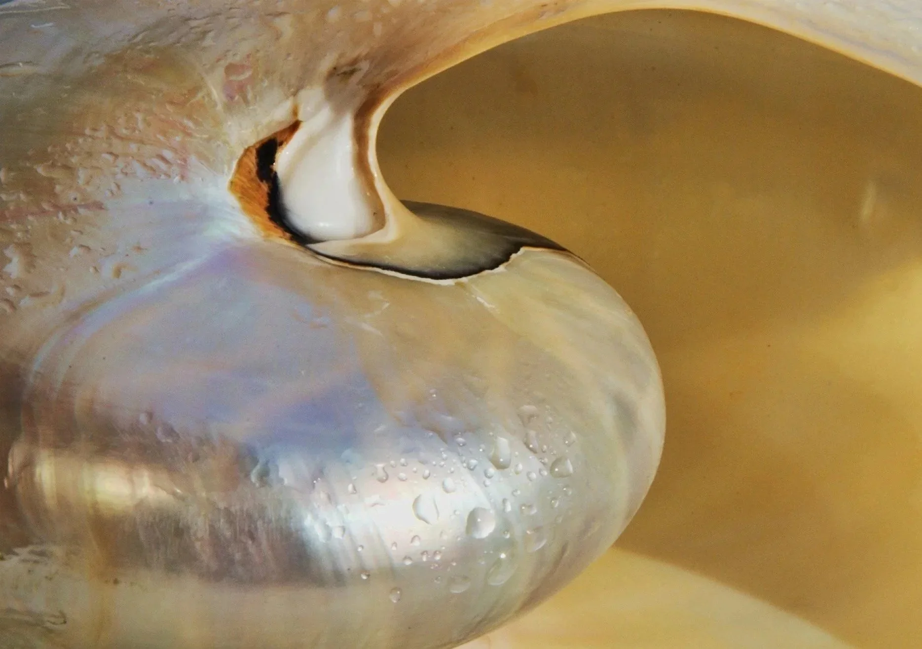 Energetics of Abundance  II