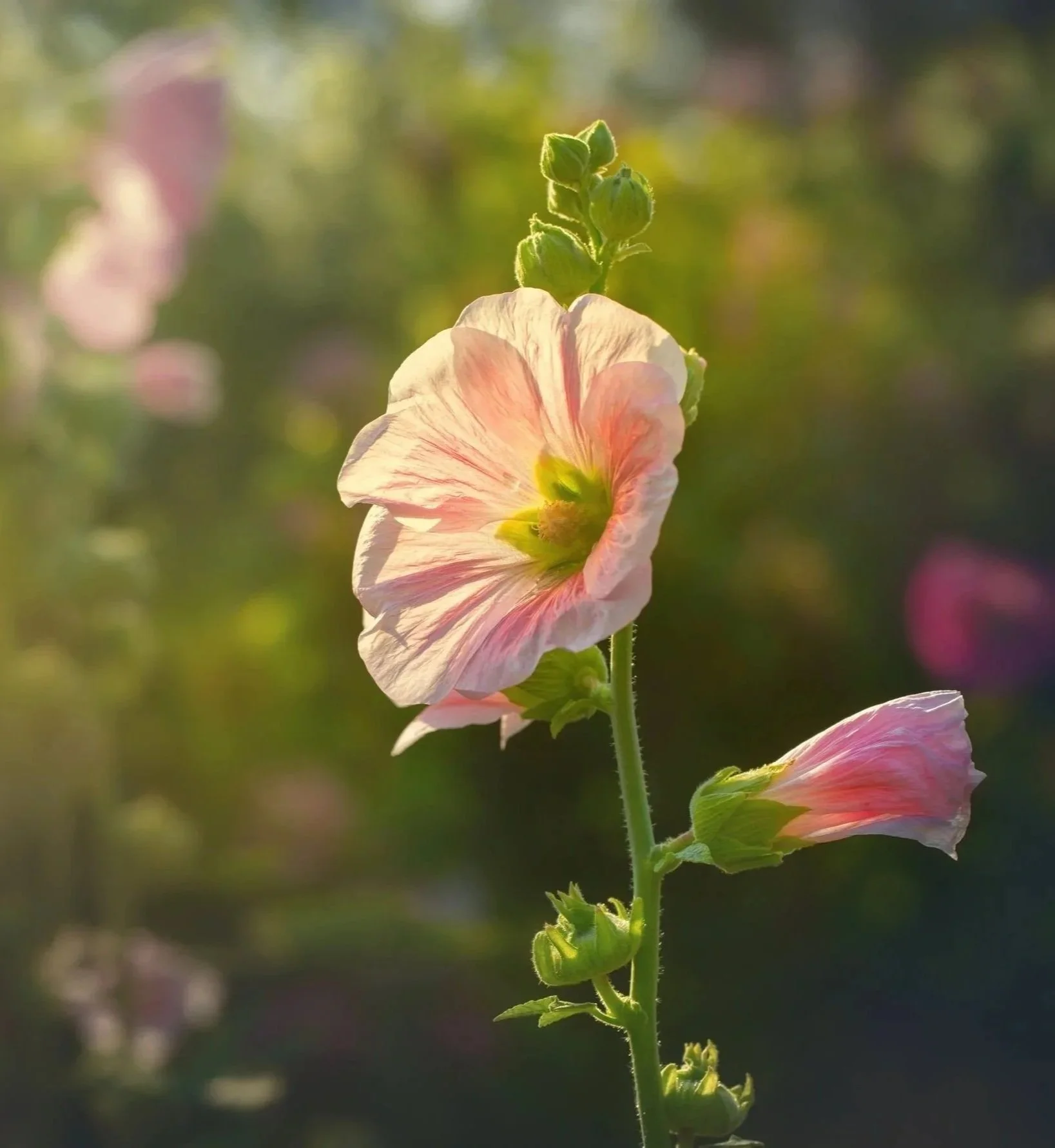 Nature Spirits of Summer