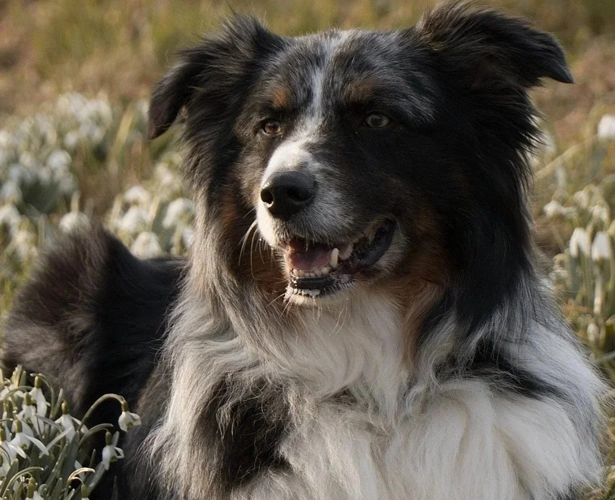 Pet Loss Grief Support
