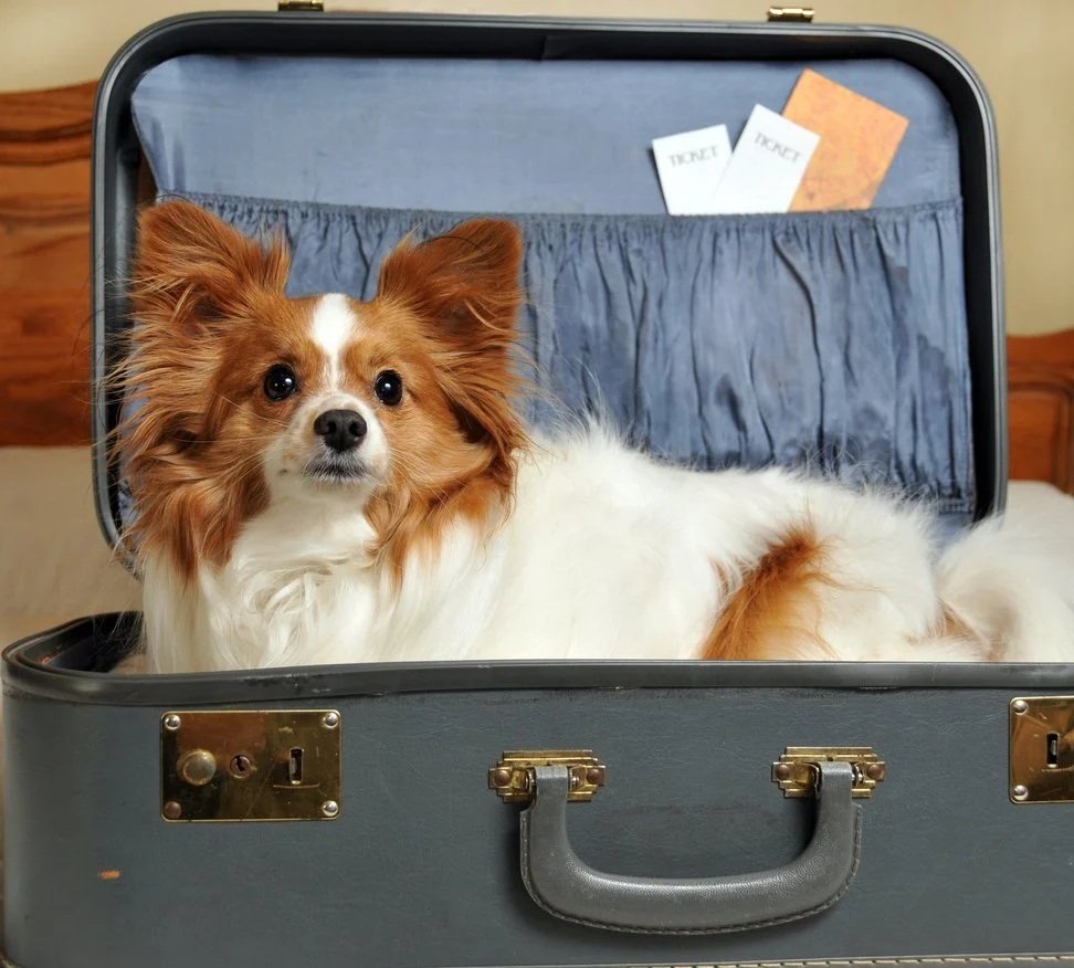 Healing Pet Separation Anxiety