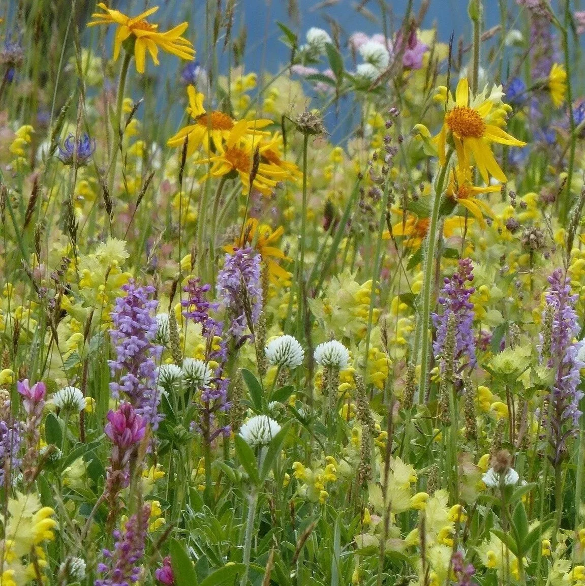 Nature Spirits of Spring