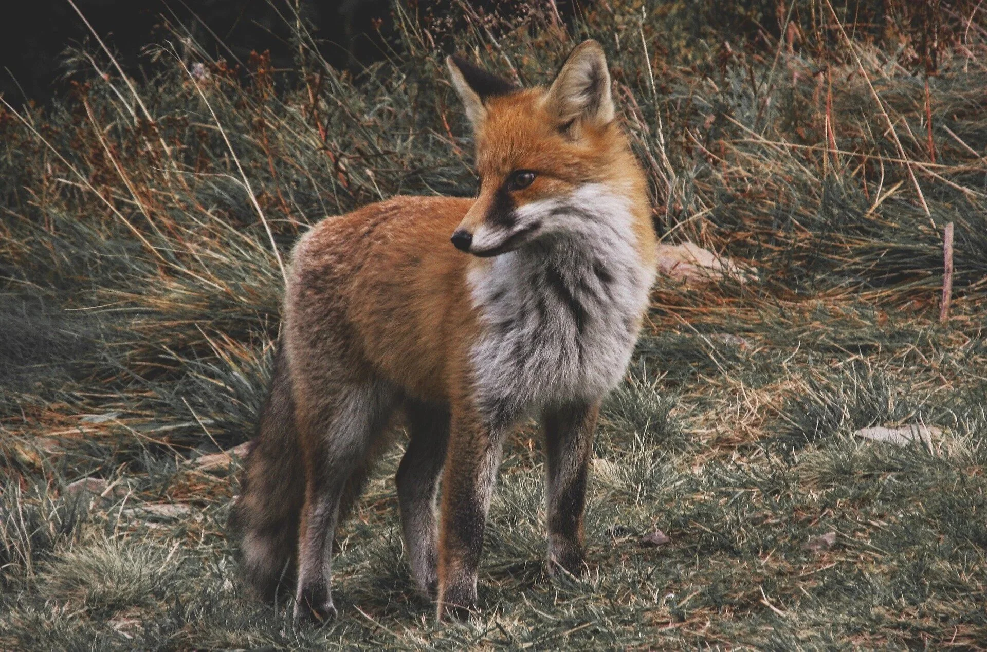 Animal Spirit Guides
