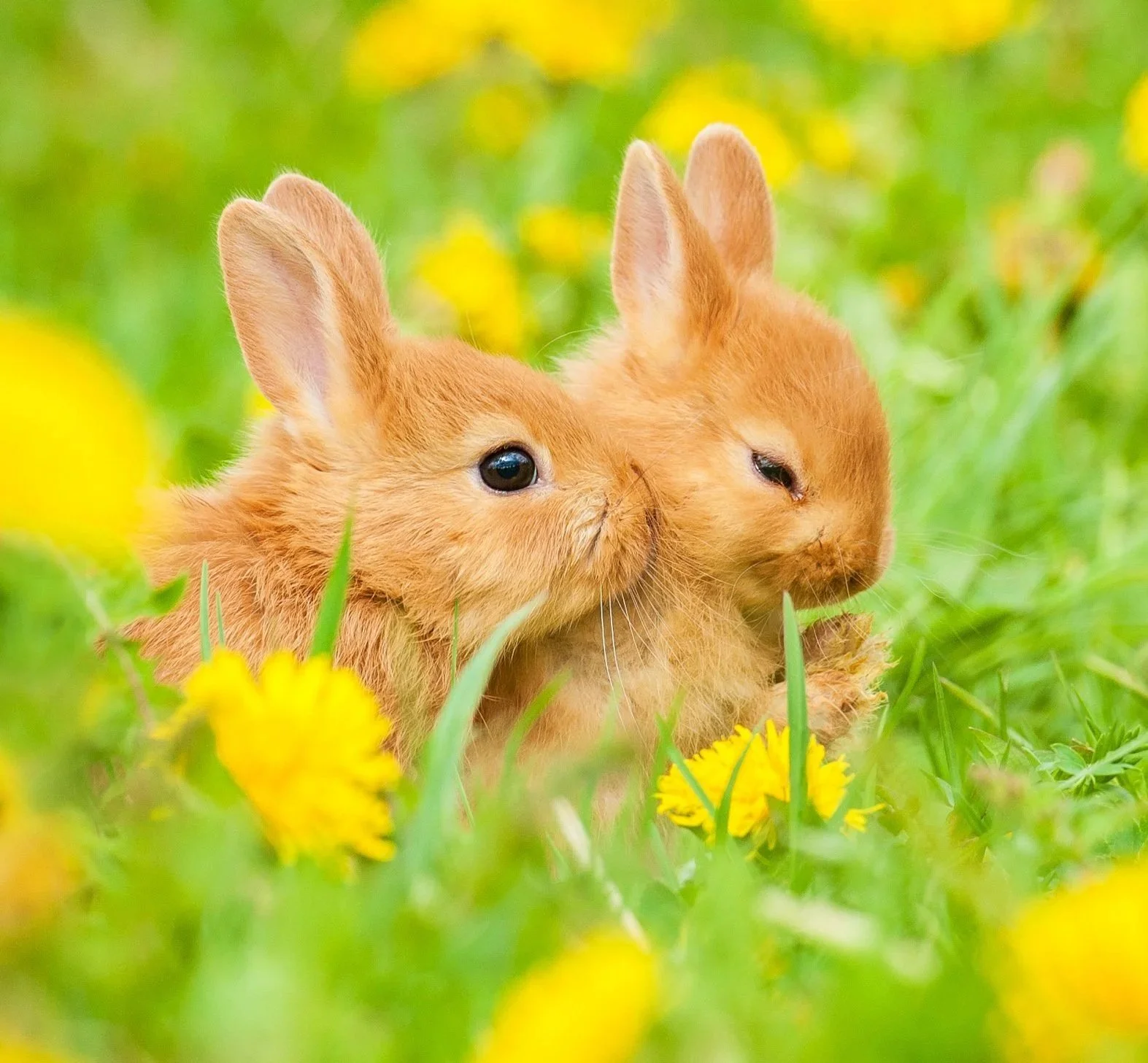 Flower Essences for Animals