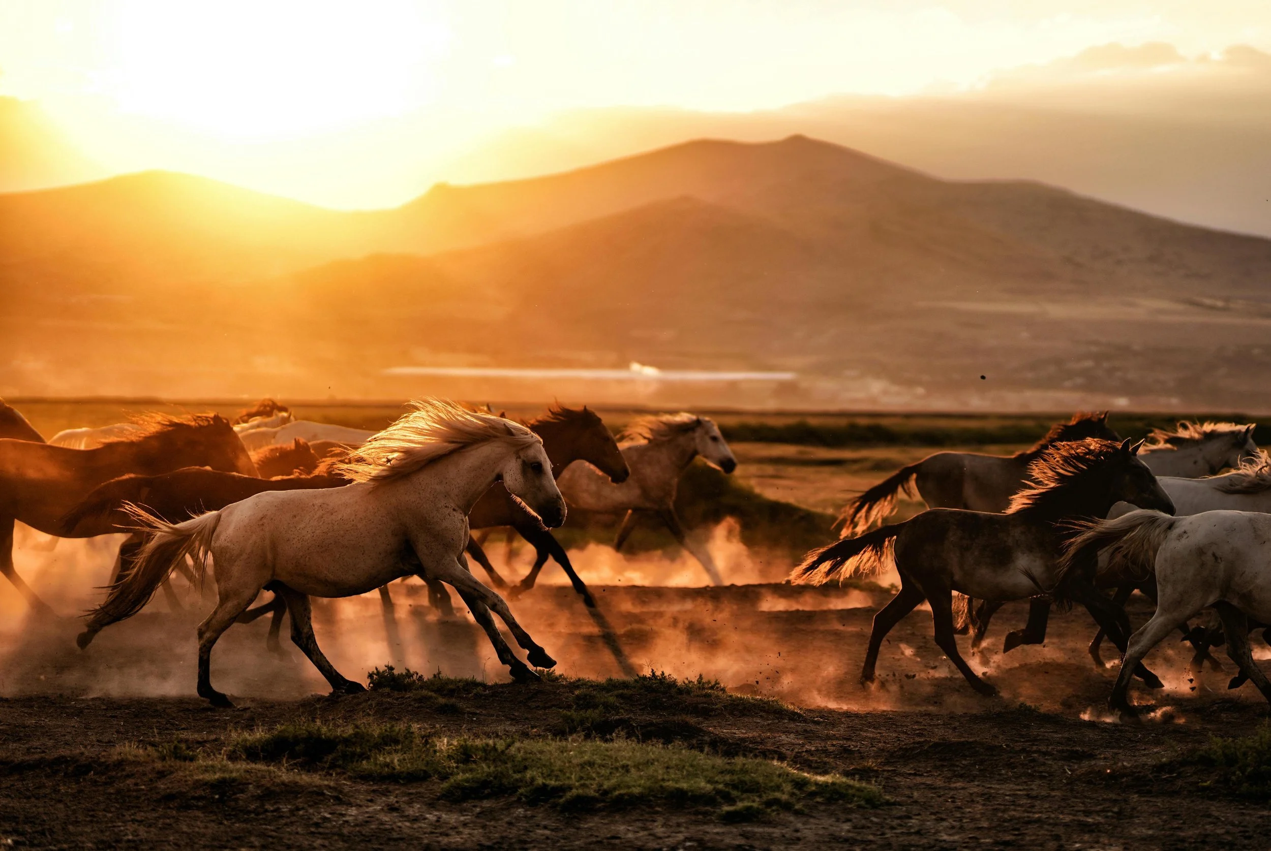 fire horses- pexels-osmanarabaciart-19511449 ll.jpg