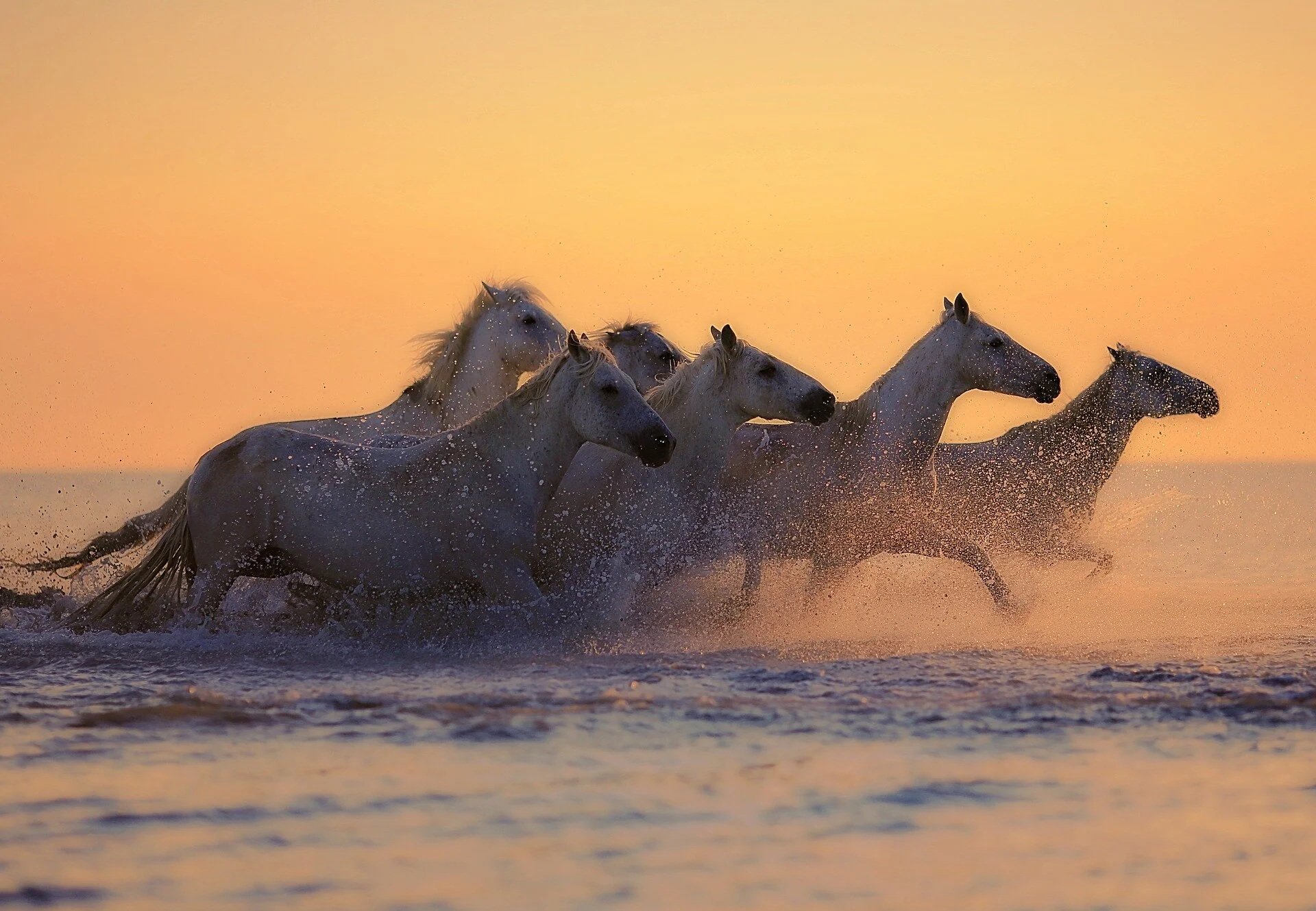 Horses in Sunset Water.jpg