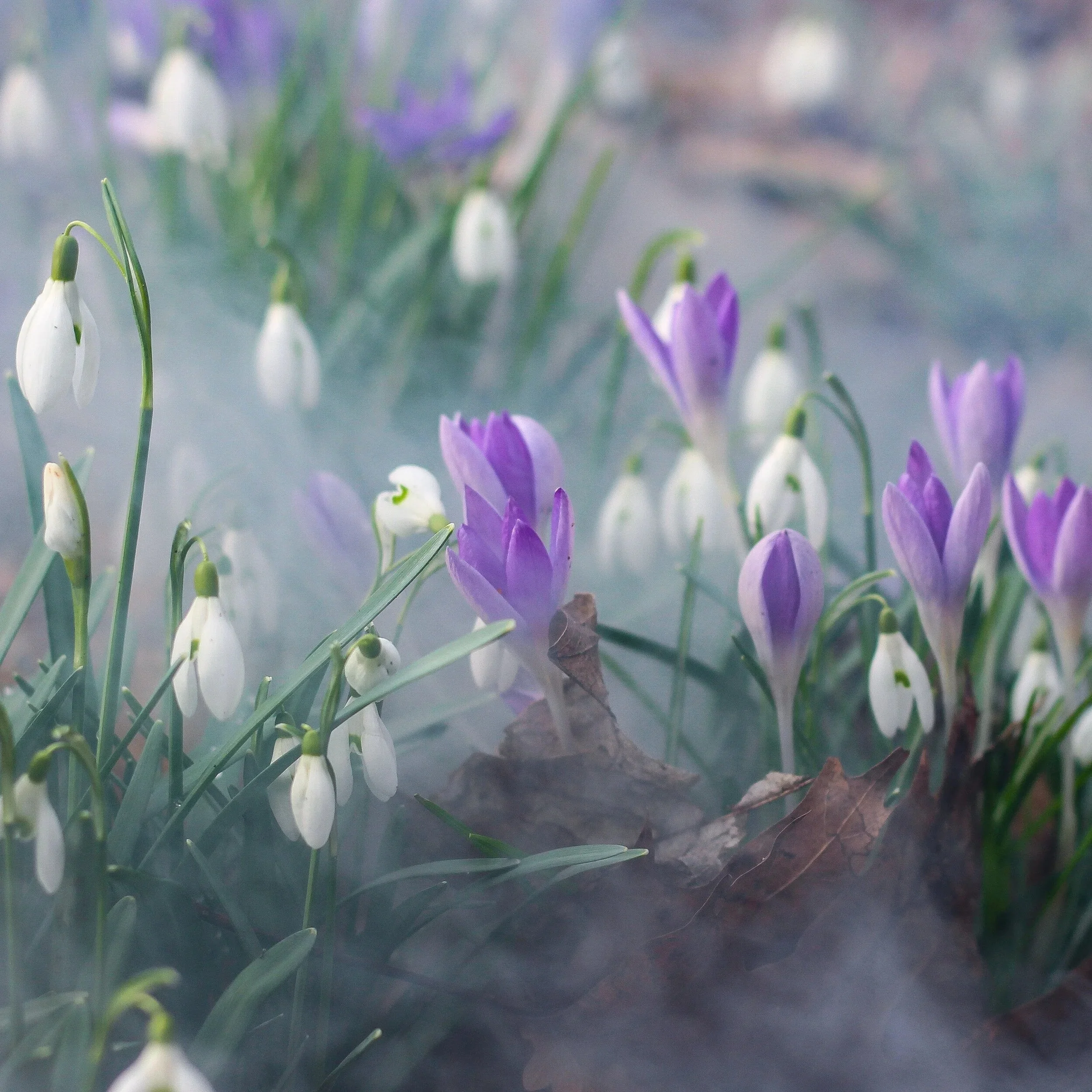 Spring Equinox Meditation