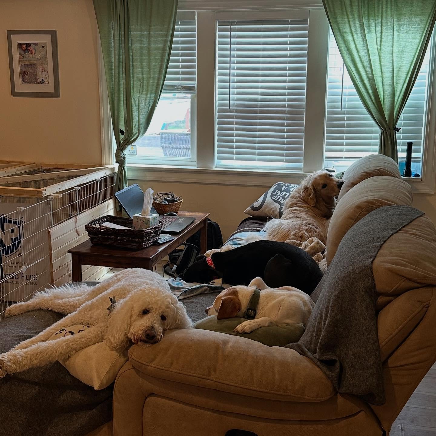 Napping friends 💤