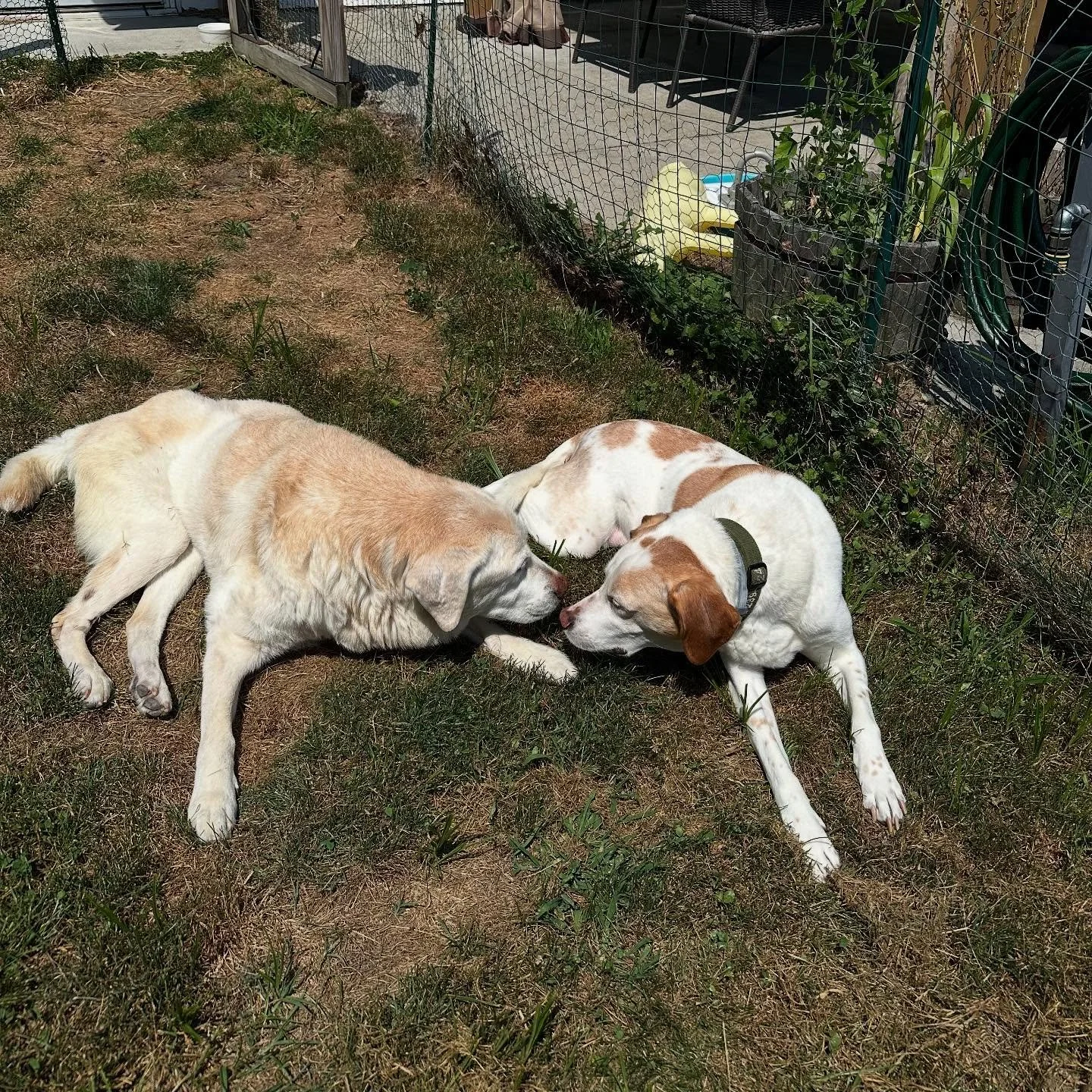 Sophie and Bello 🐾