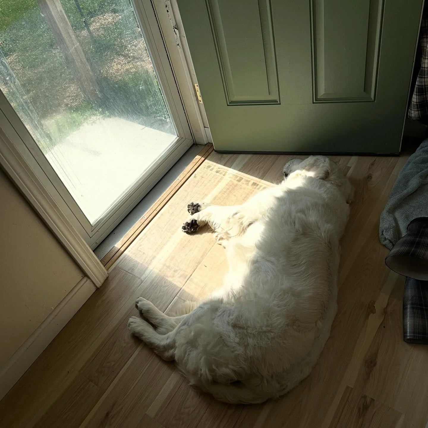 We are open again after maternity leave and excited to see our friends again! Seamus is enjoying lounging in the sun ☀️