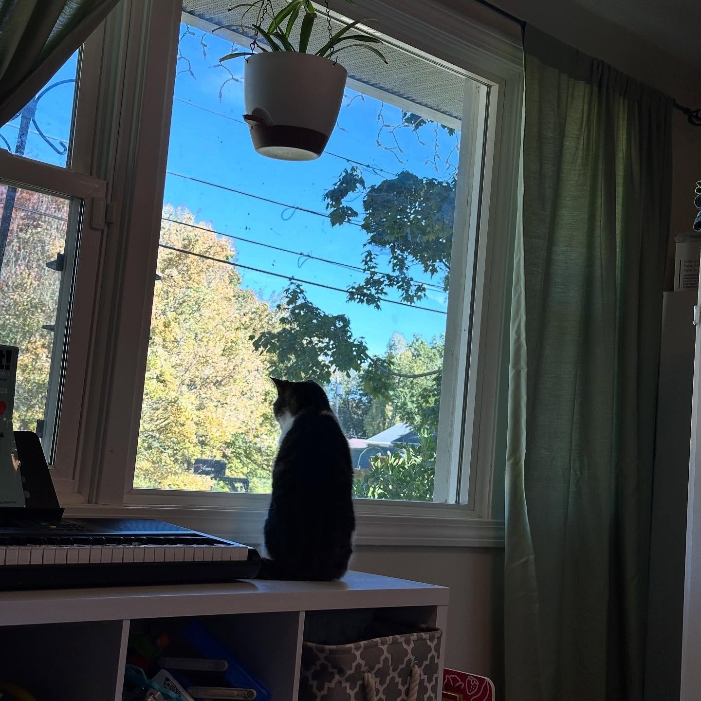 Tommy loves watching the birds at the birdfeeder out the front window!

A reminder that we are now only boarding one family at a time for cat boarding. Except for a few sporadic stretches of dates, we are already fully booked for cat boarding through