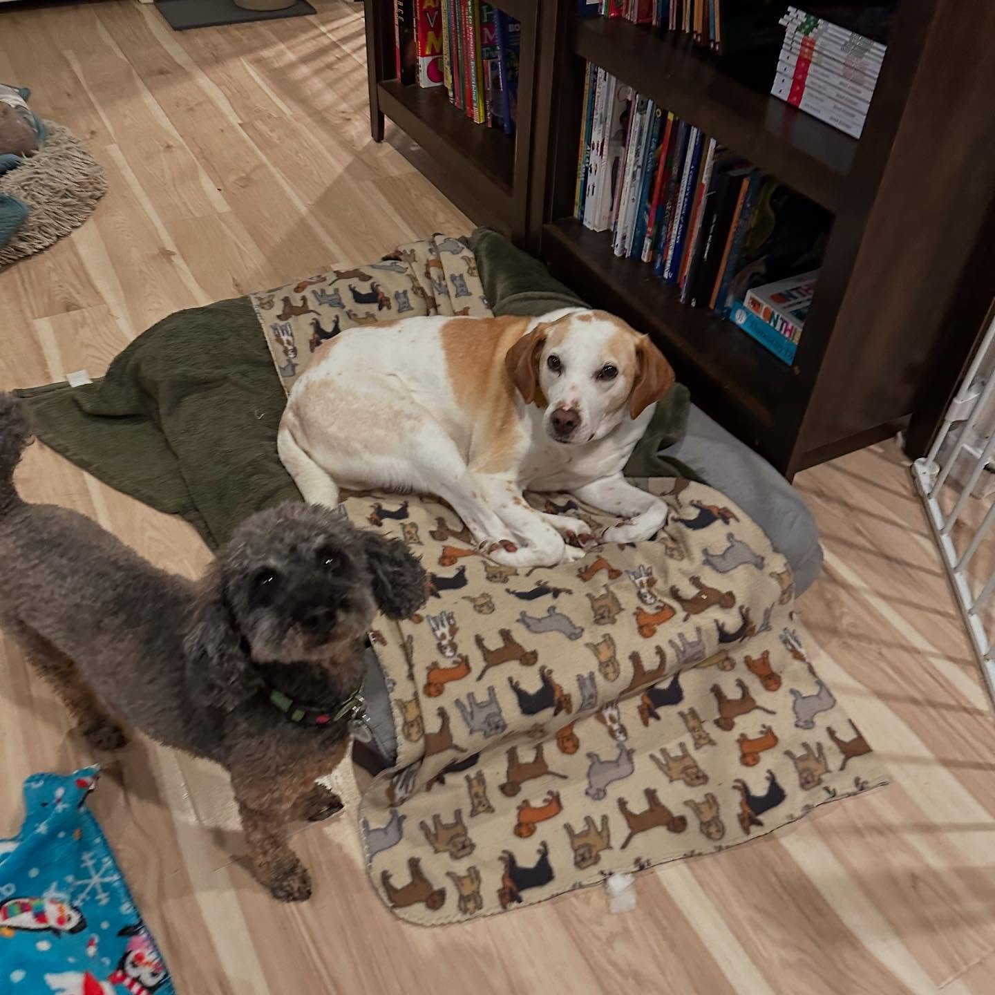 Porter and Bello looking cute!