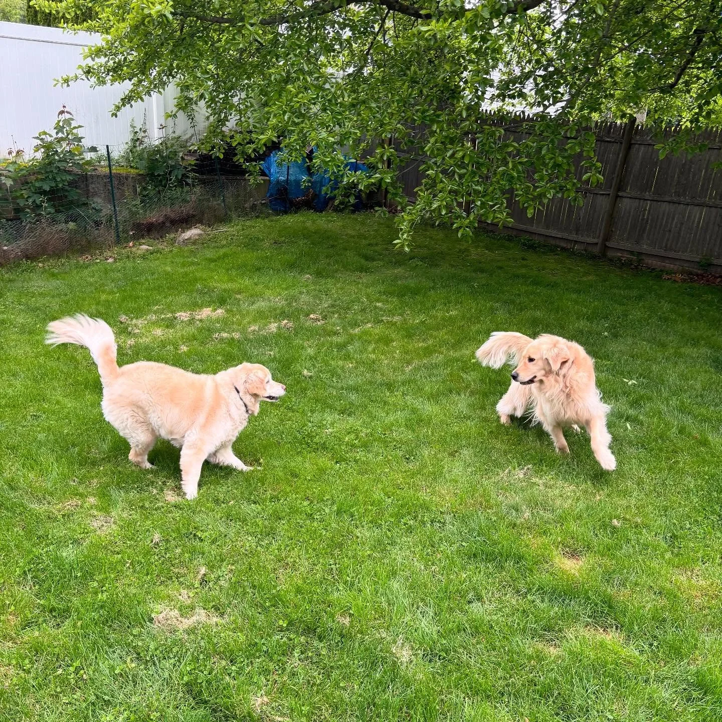Golden playtime!
