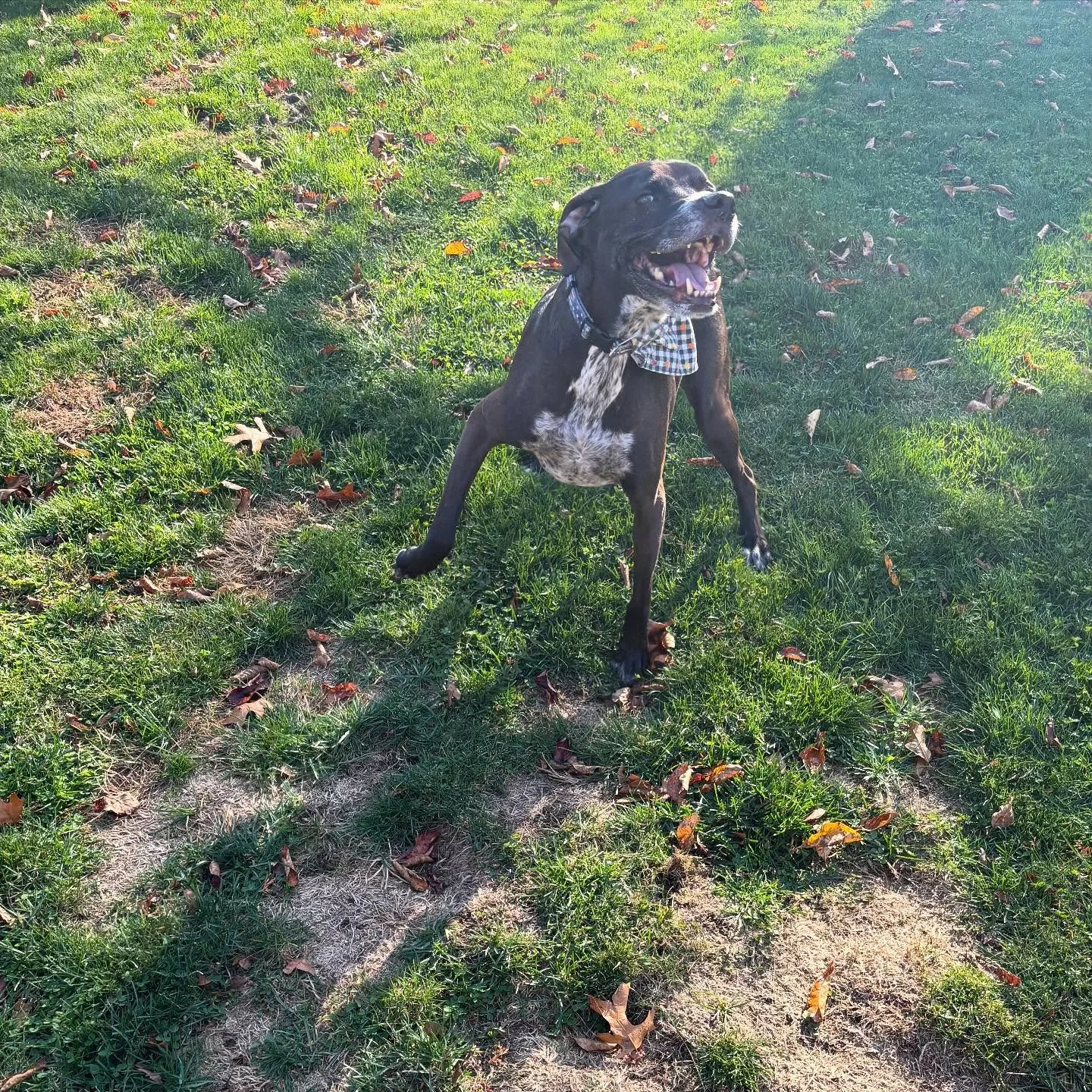 Charlie Brown is a happy boy! 😃