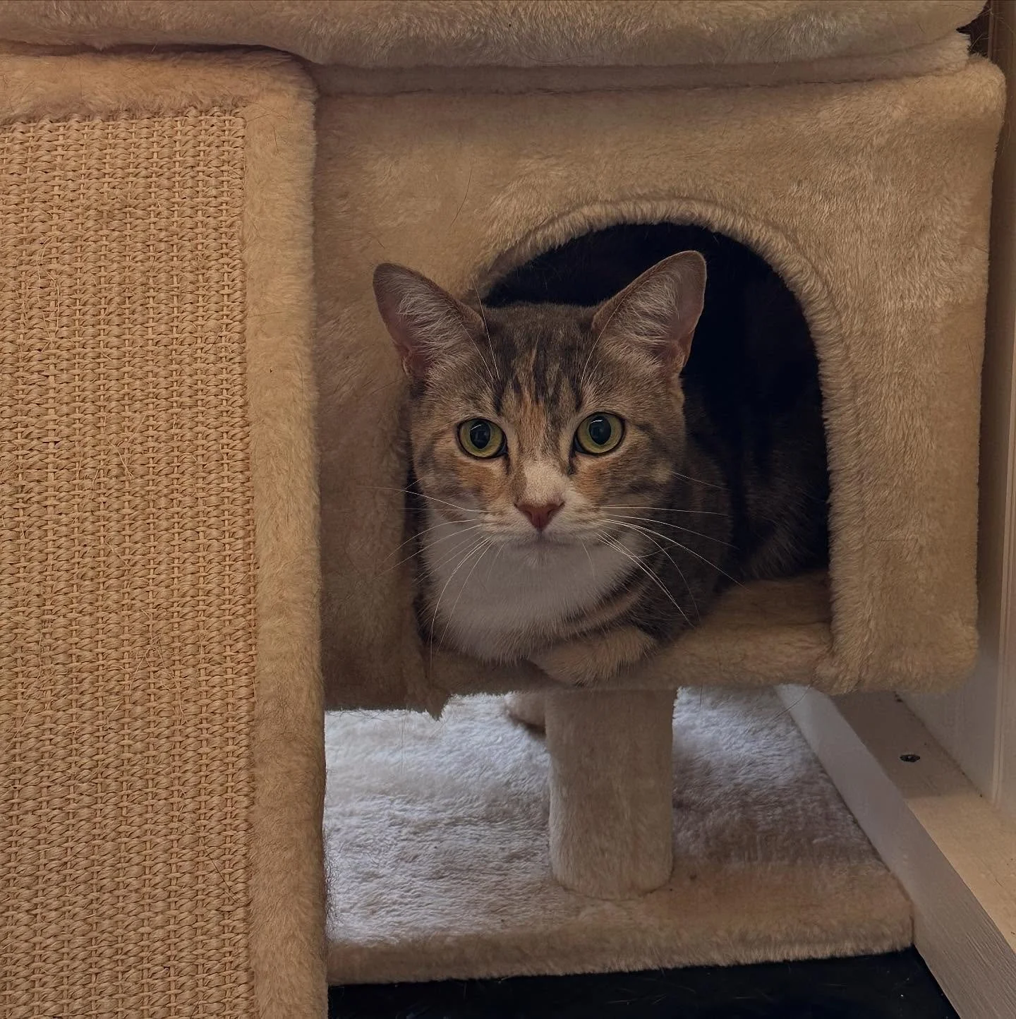 Cutie pie, Nova! 💕